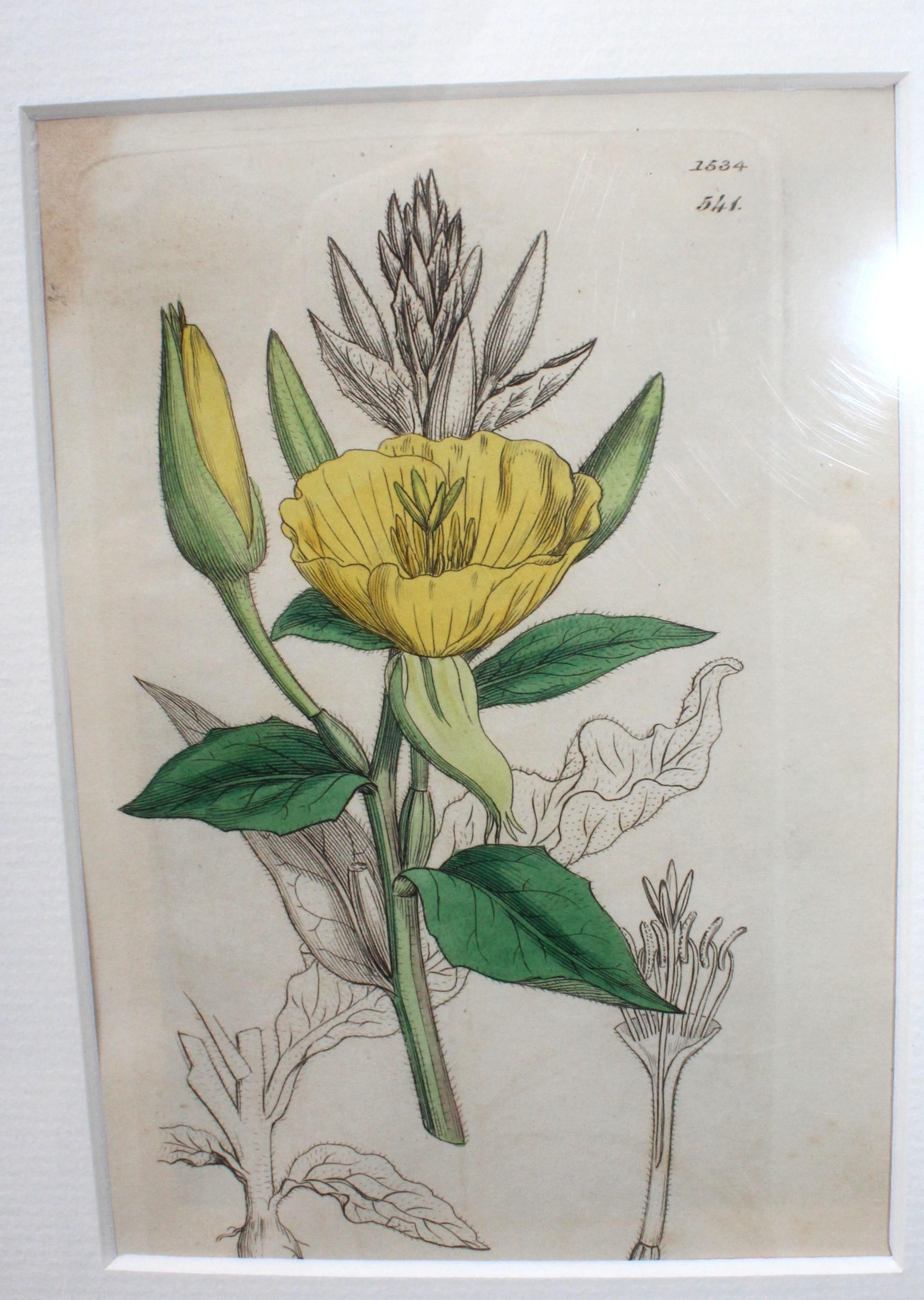 botanische Stiche von James Sowerby aus dem 18. Jahrhundert im Angebot 2