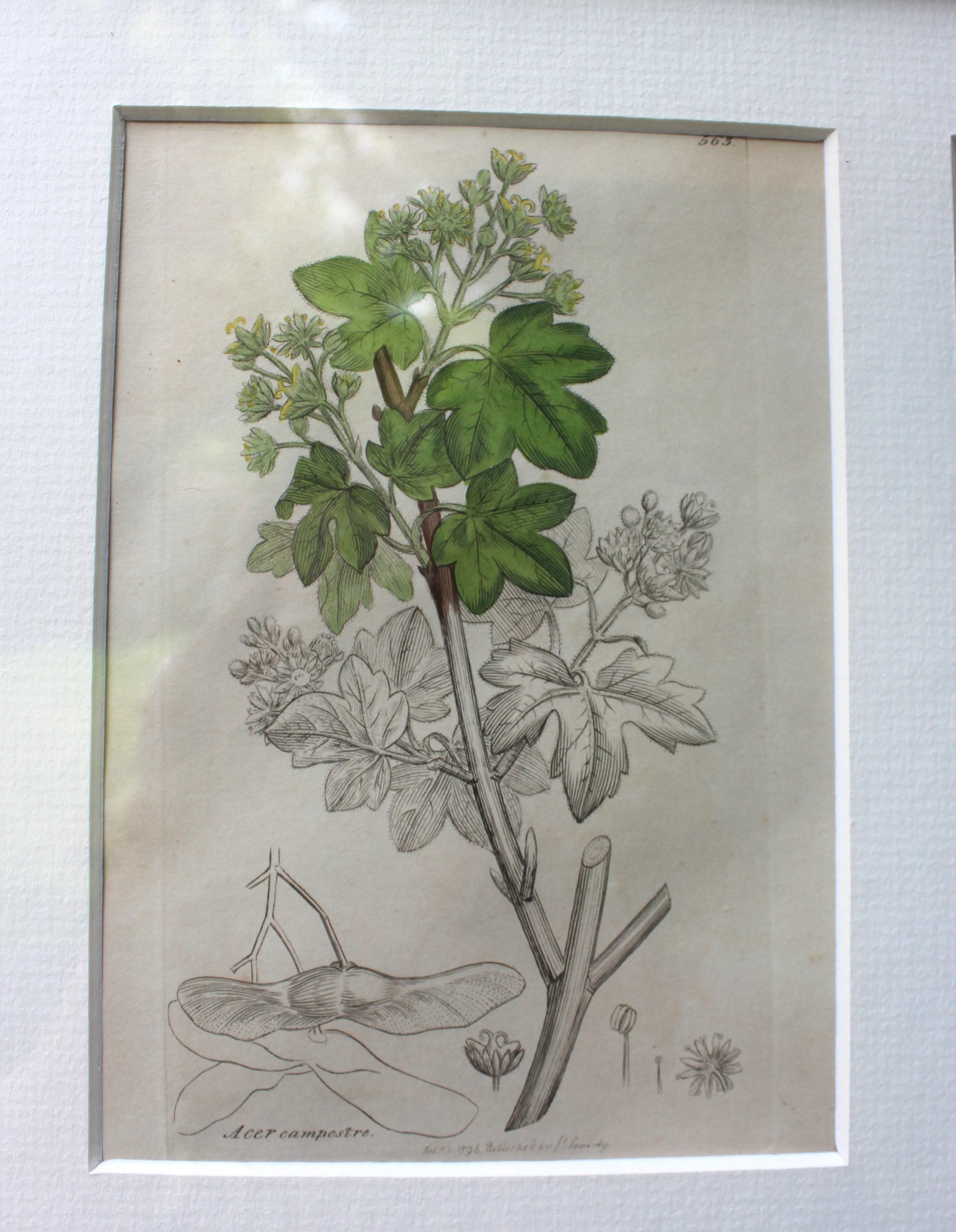 botanische Stiche von James Sowerby aus dem 18. Jahrhundert im Angebot 3