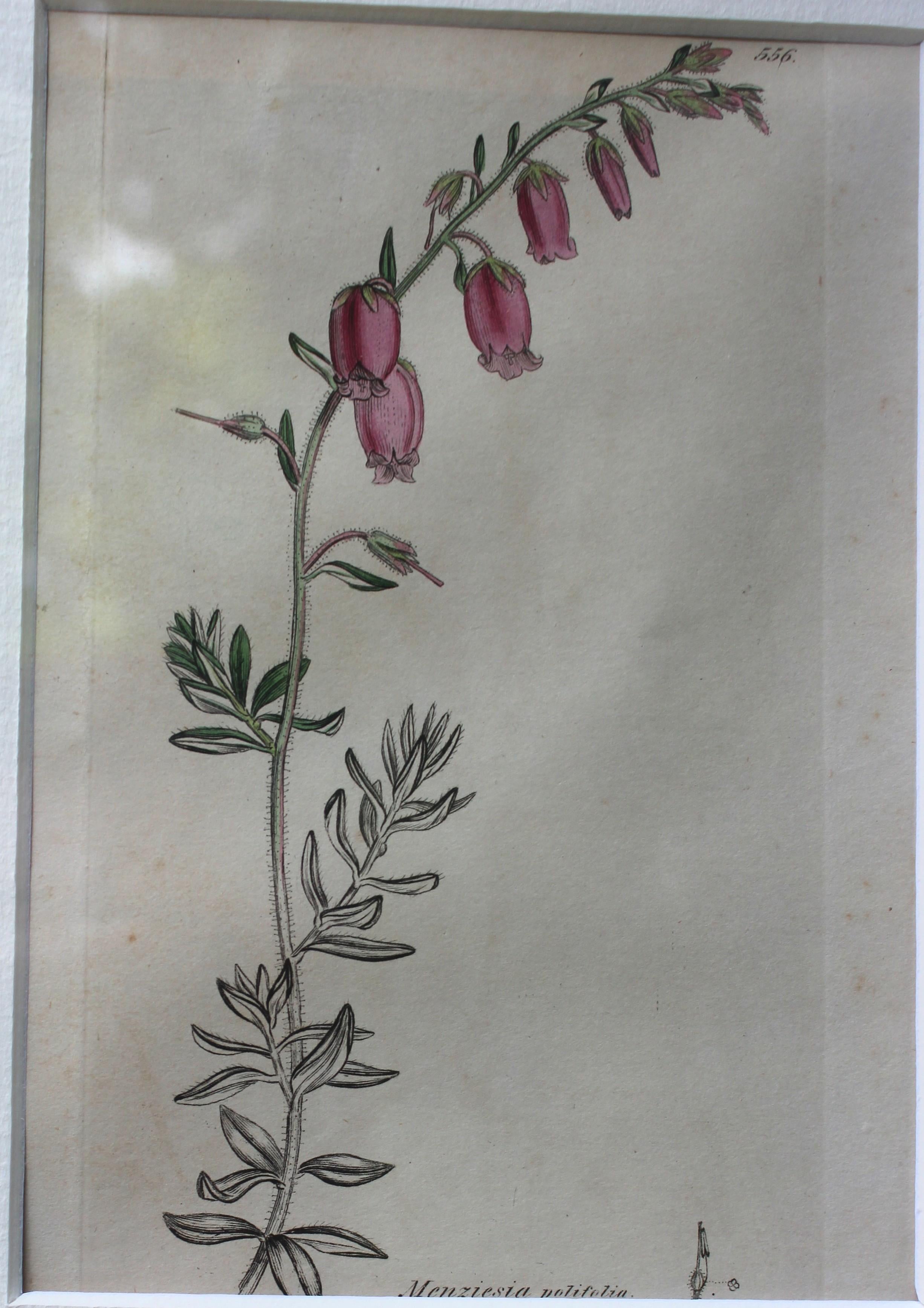 botanische Stiche von James Sowerby aus dem 18. Jahrhundert im Angebot 4