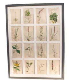 Grabados botánicos de James Sowerby del siglo XVIII