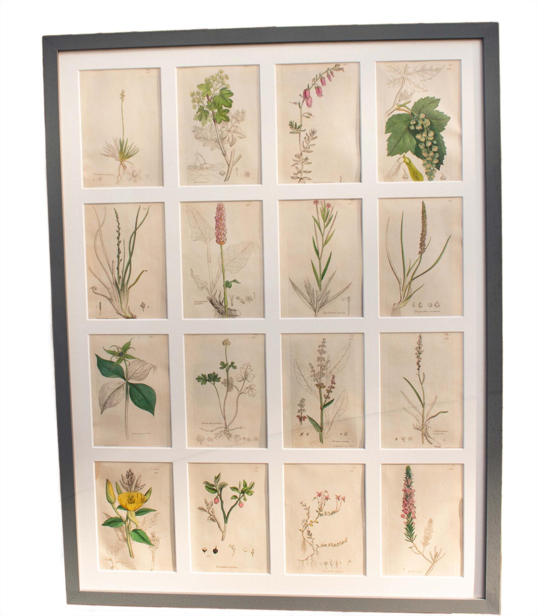botanische Stiche von James Sowerby aus dem 18. Jahrhundert (Georgian) im Angebot