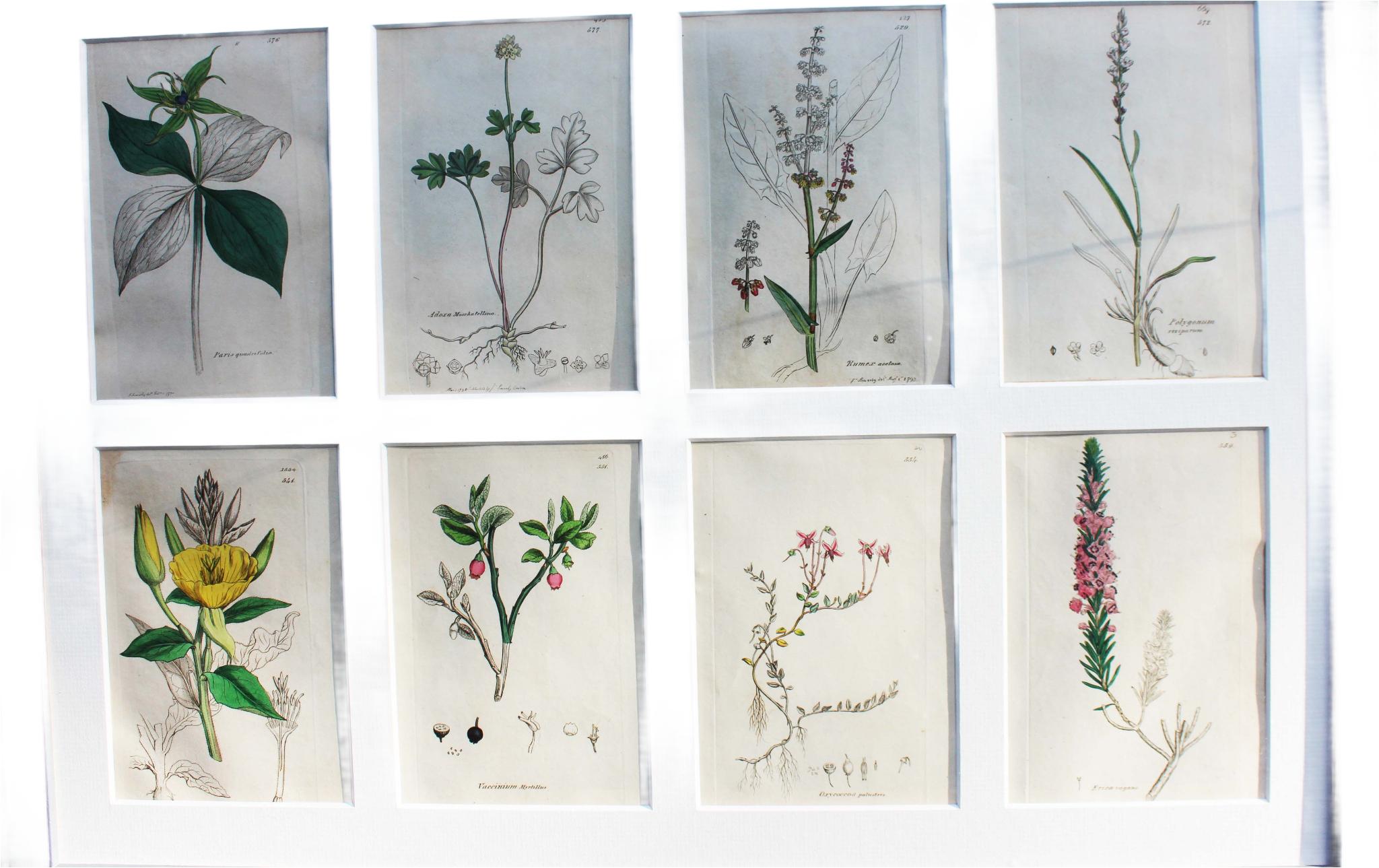 botanische Stiche von James Sowerby aus dem 18. Jahrhundert (Britisch) im Angebot