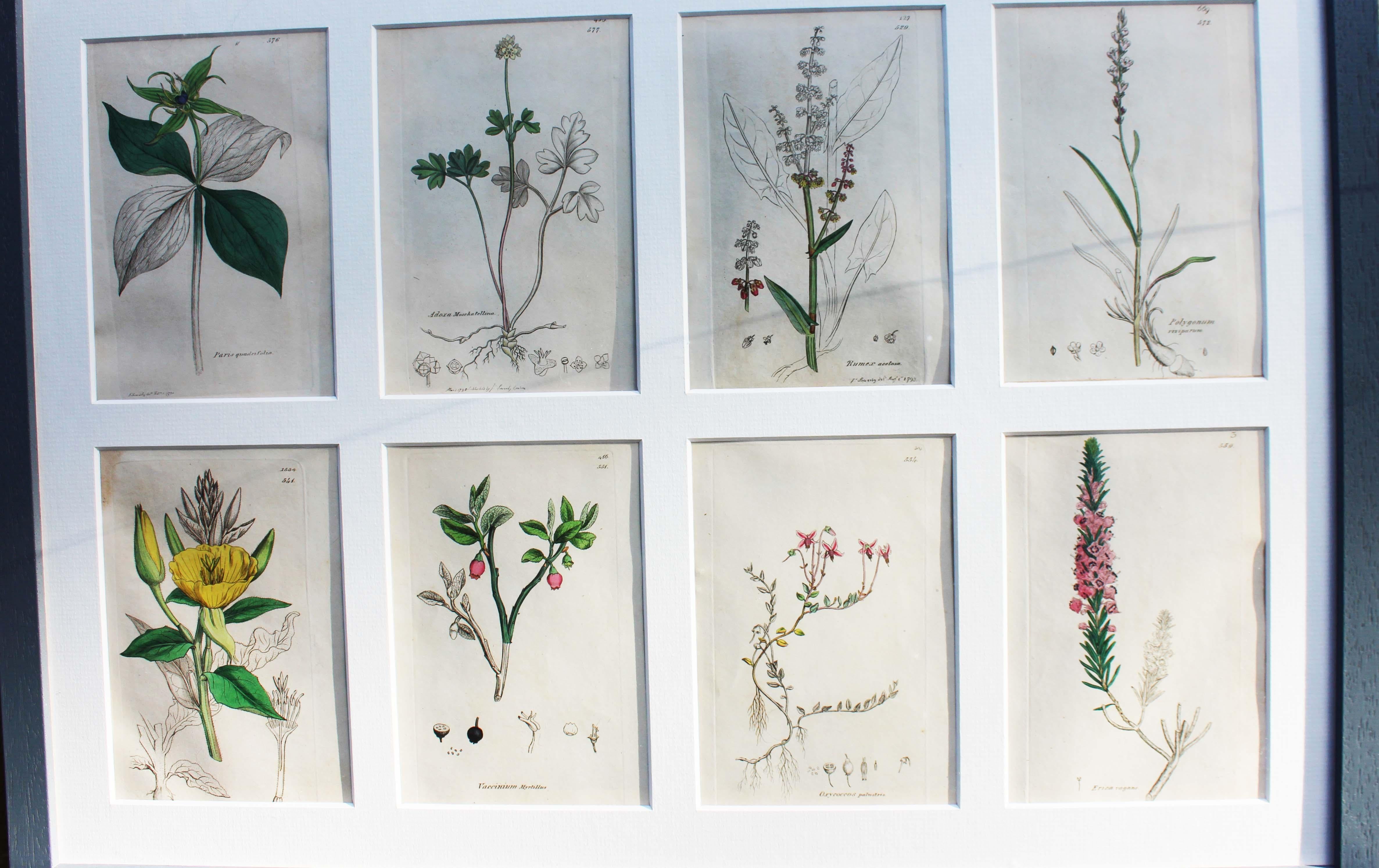 botanische Stiche von James Sowerby aus dem 18. Jahrhundert (Graviert) im Angebot