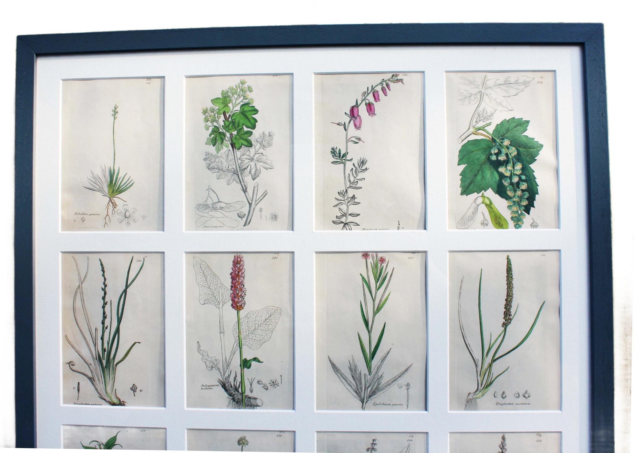 botanische Stiche von James Sowerby aus dem 18. Jahrhundert im Zustand „Gut“ im Angebot in Seaford, GB