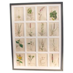 18th century James Sowerby botanical Engravings