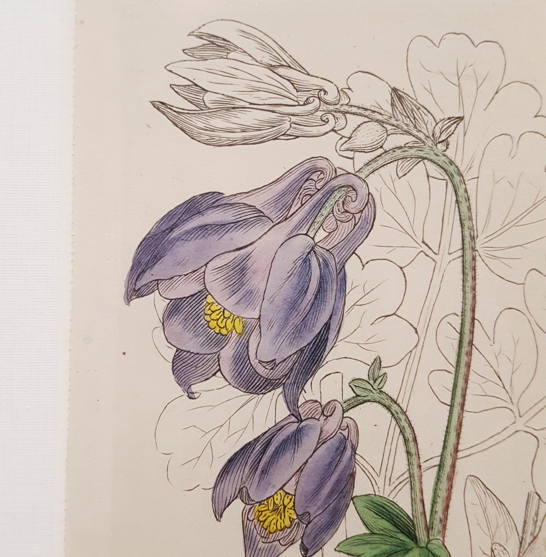 Aquilegia Vulgaris (Gemeinsame Columbine) /// Botanical Botany James Sowerby Blume im Angebot 9