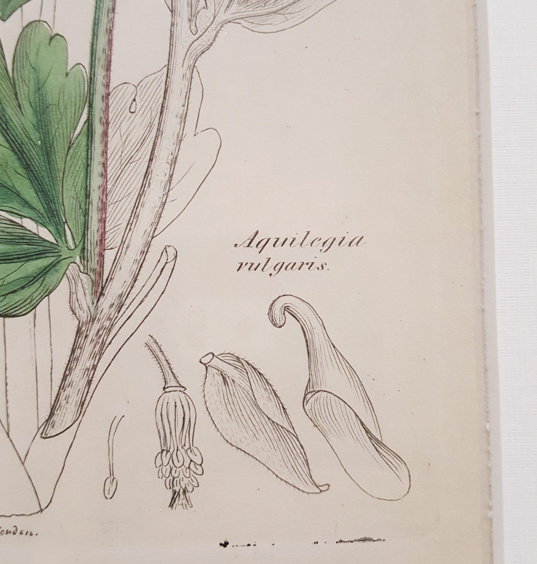 Aquilegia Vulgaris (Gemeinsame Columbine) /// Botanical Botany James Sowerby Blume im Angebot 11