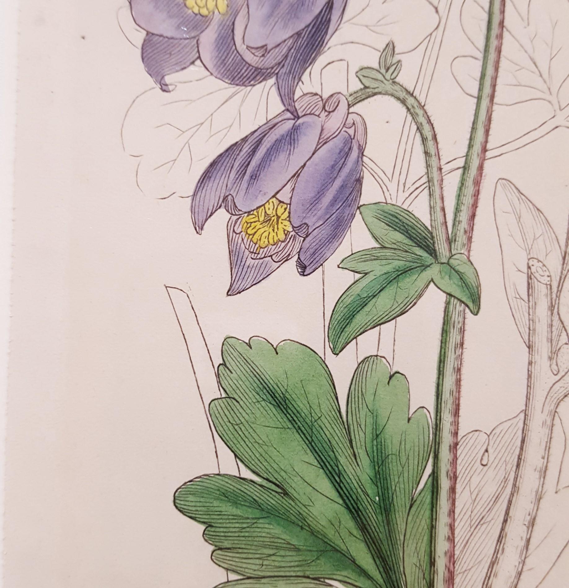 Aquilegia Vulgaris (Gemeinsame Columbine) /// Botanical Botany James Sowerby Blume im Angebot 12
