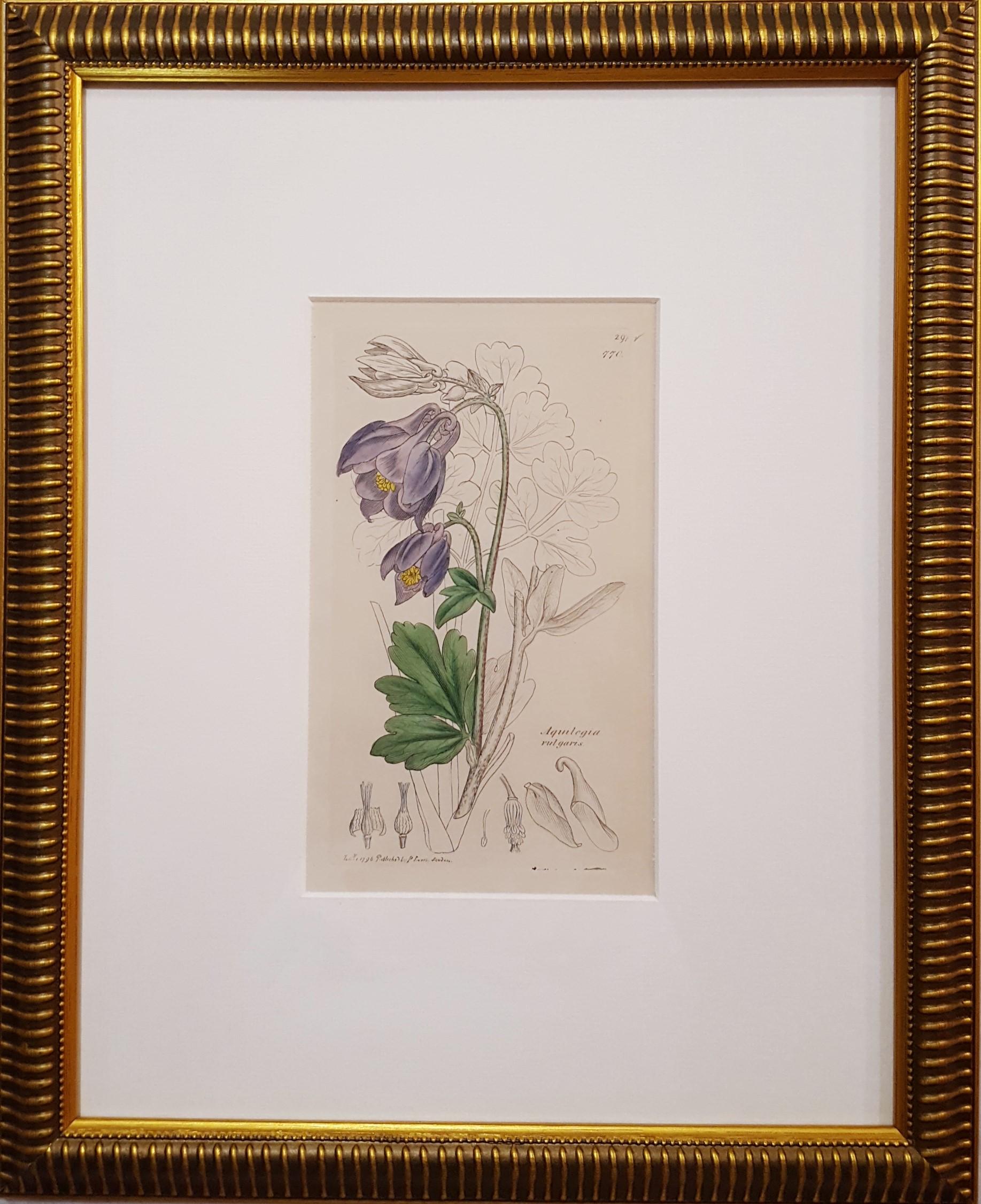 Aquilegia Vulgaris (Ancolie commune) /// Botanique James Sowerby Fleur en vente 1