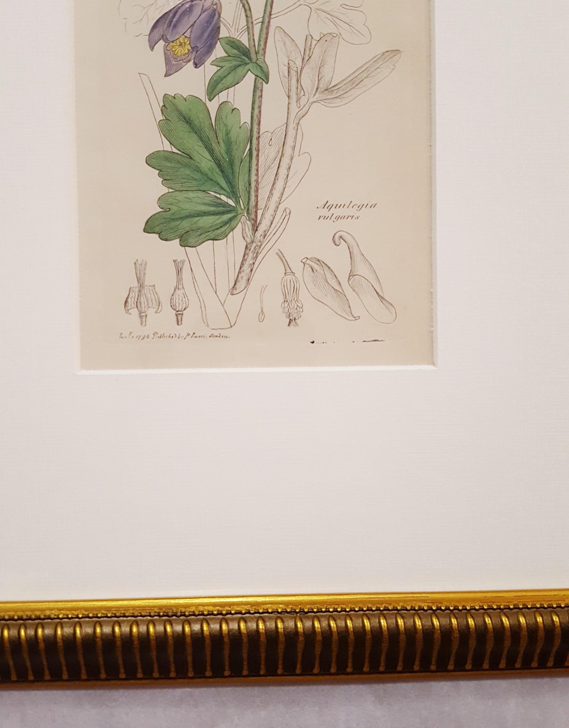Aquilegia Vulgaris (Gemeinsame Columbine) /// Botanical Botany James Sowerby Blume im Angebot 7