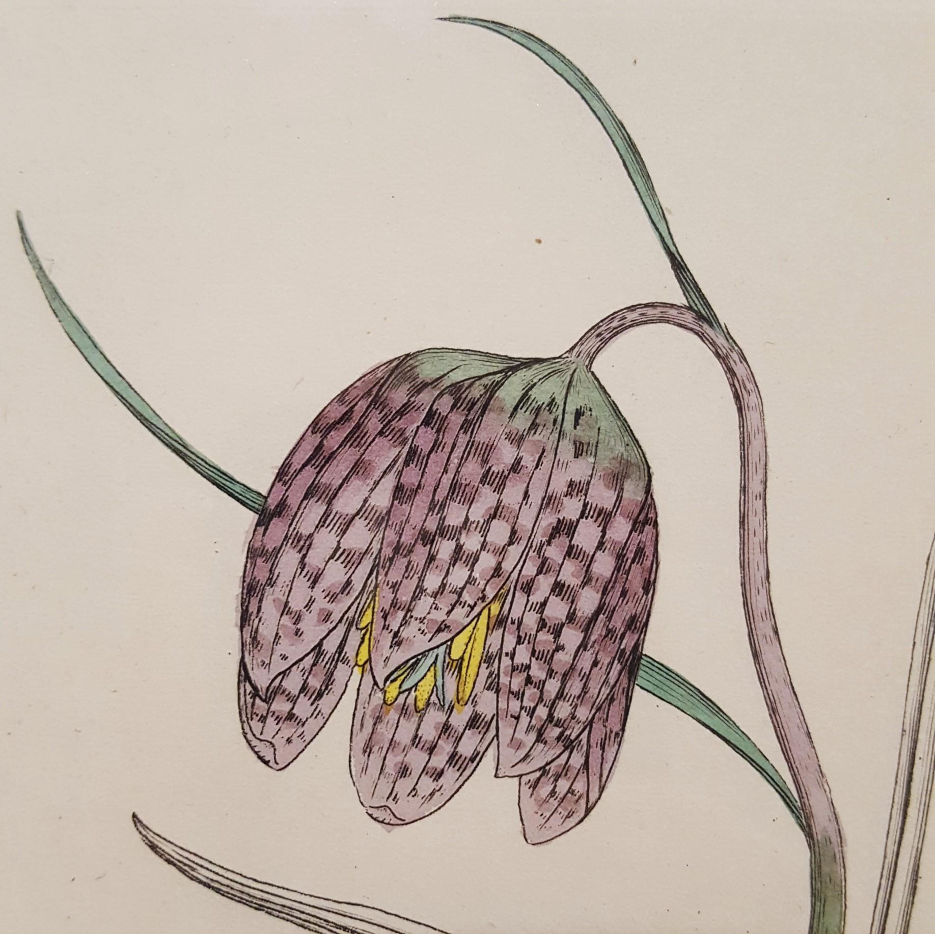 Fritillaria Meleagris (Snake's Head Fritillary) 2