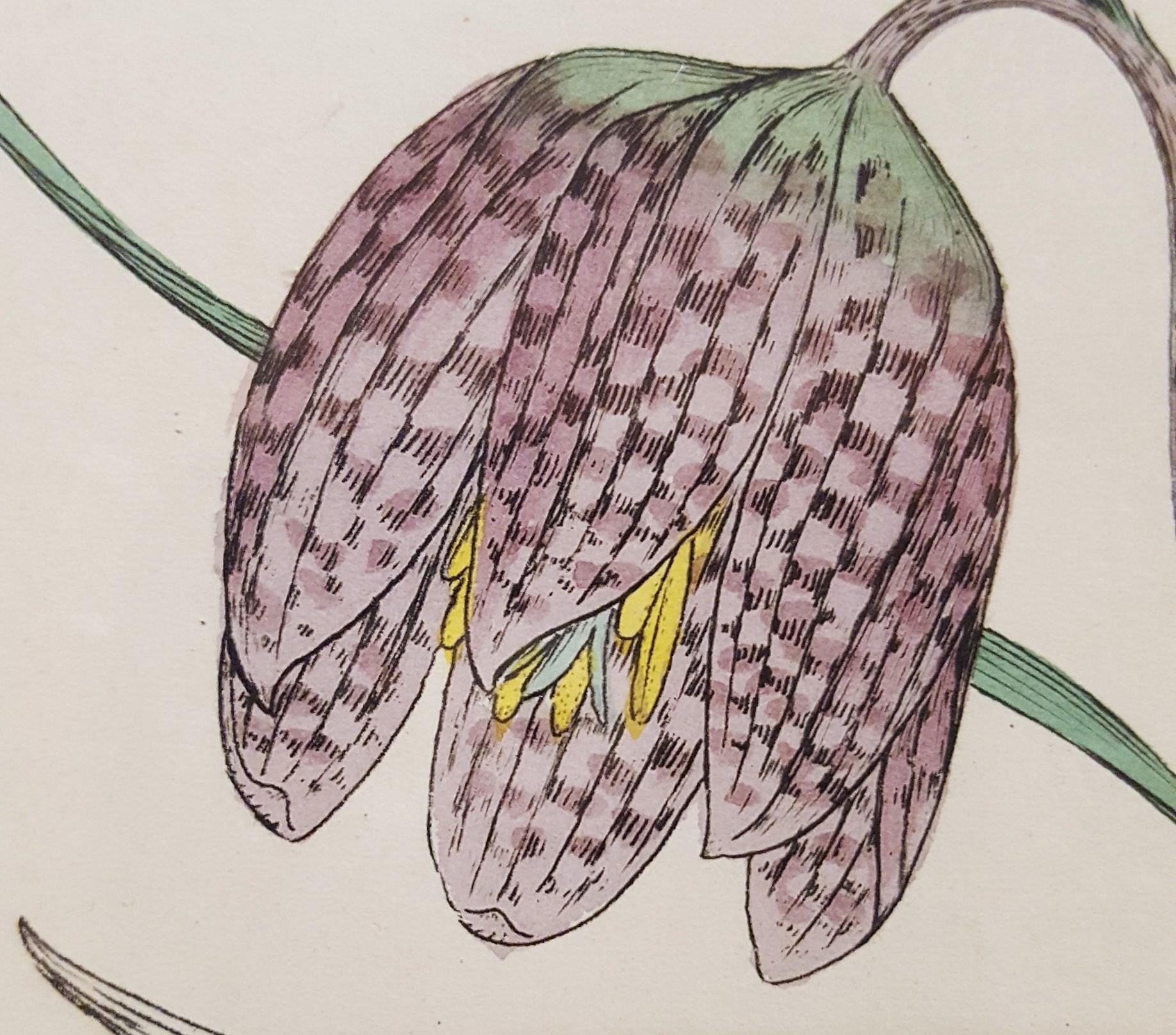 Fritillaria Meleagris (Snake's Head Fritillary) 3
