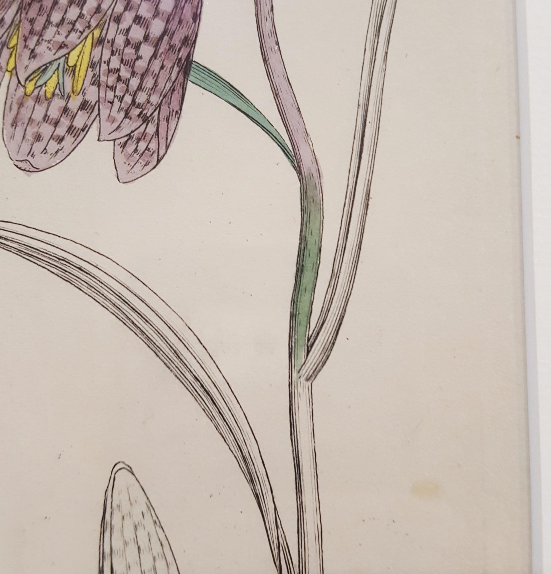 Fritillaria Meleagris (Snake's Head Fritillary) 4