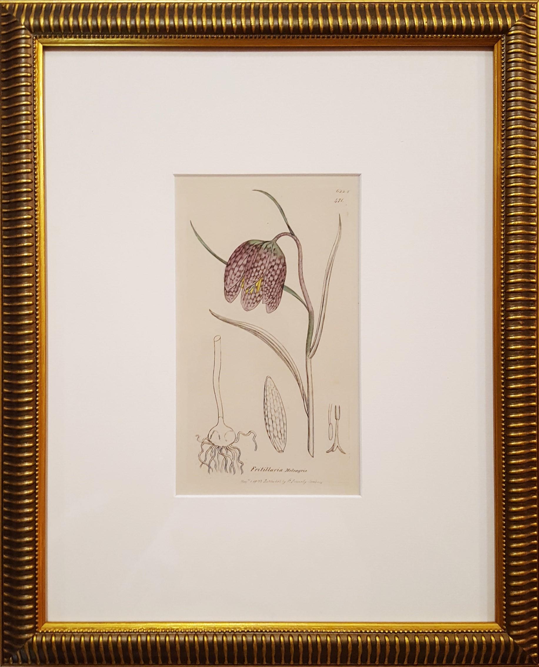 Fritillaria Meleagris (Snake's Head Fritillary) - Print by James Sowerby
