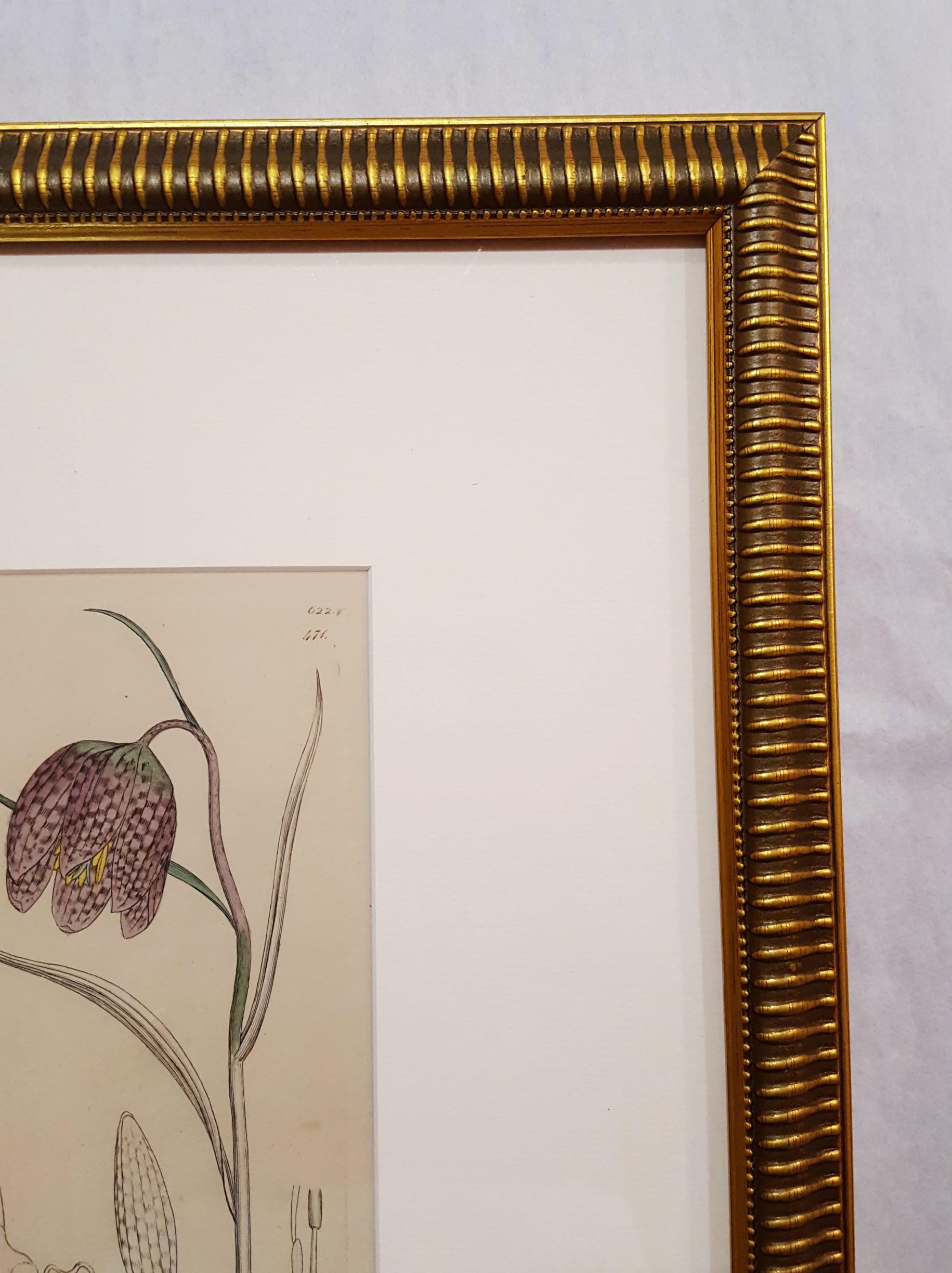 snakes head fritillaries