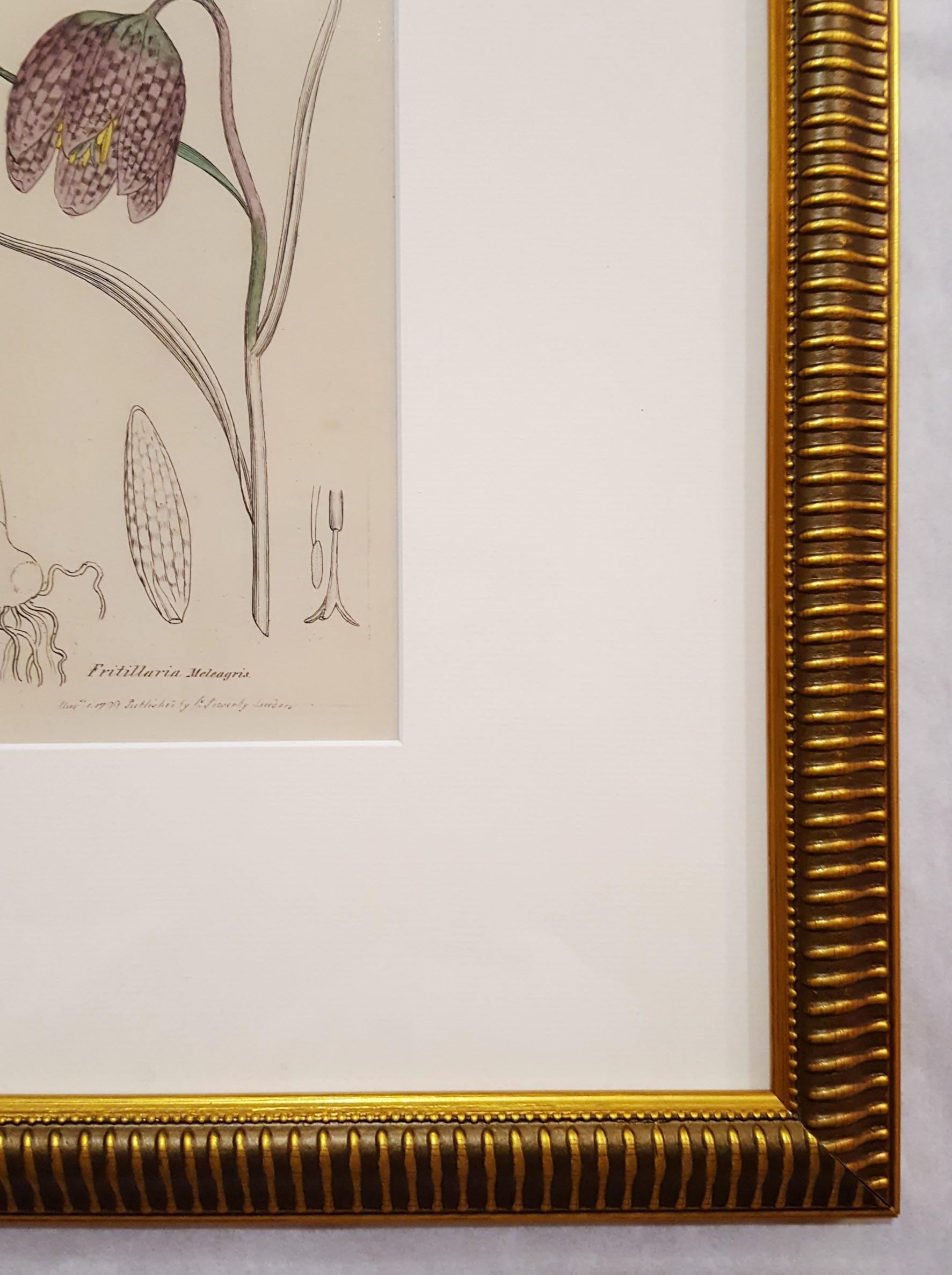 Fritillaria Meleagris (Snake's Head Fritillary) - Naturalistic Print by James Sowerby