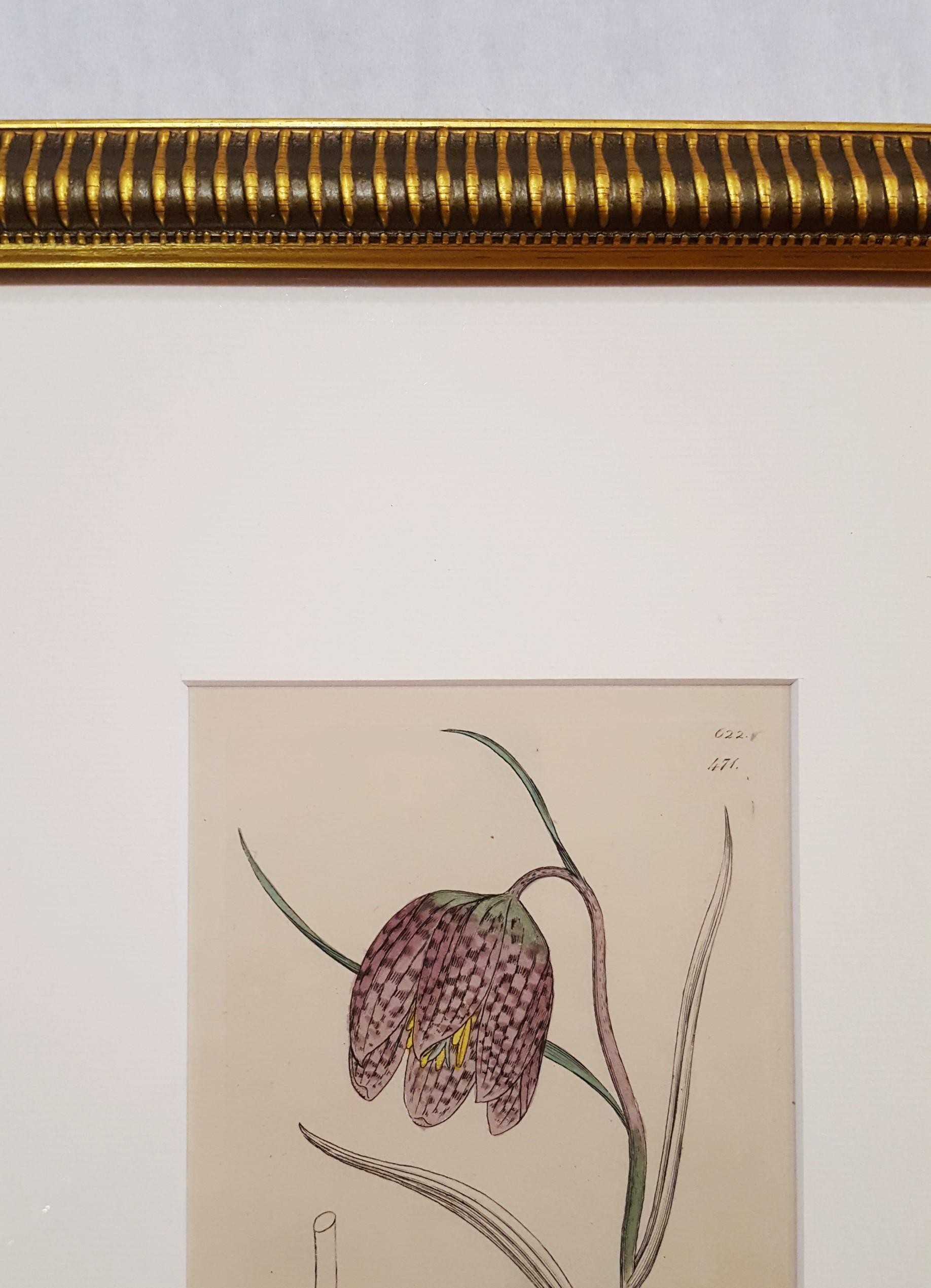 Fritillaria Meleagris (Snake's Head Fritillary) - Beige Still-Life Print by James Sowerby
