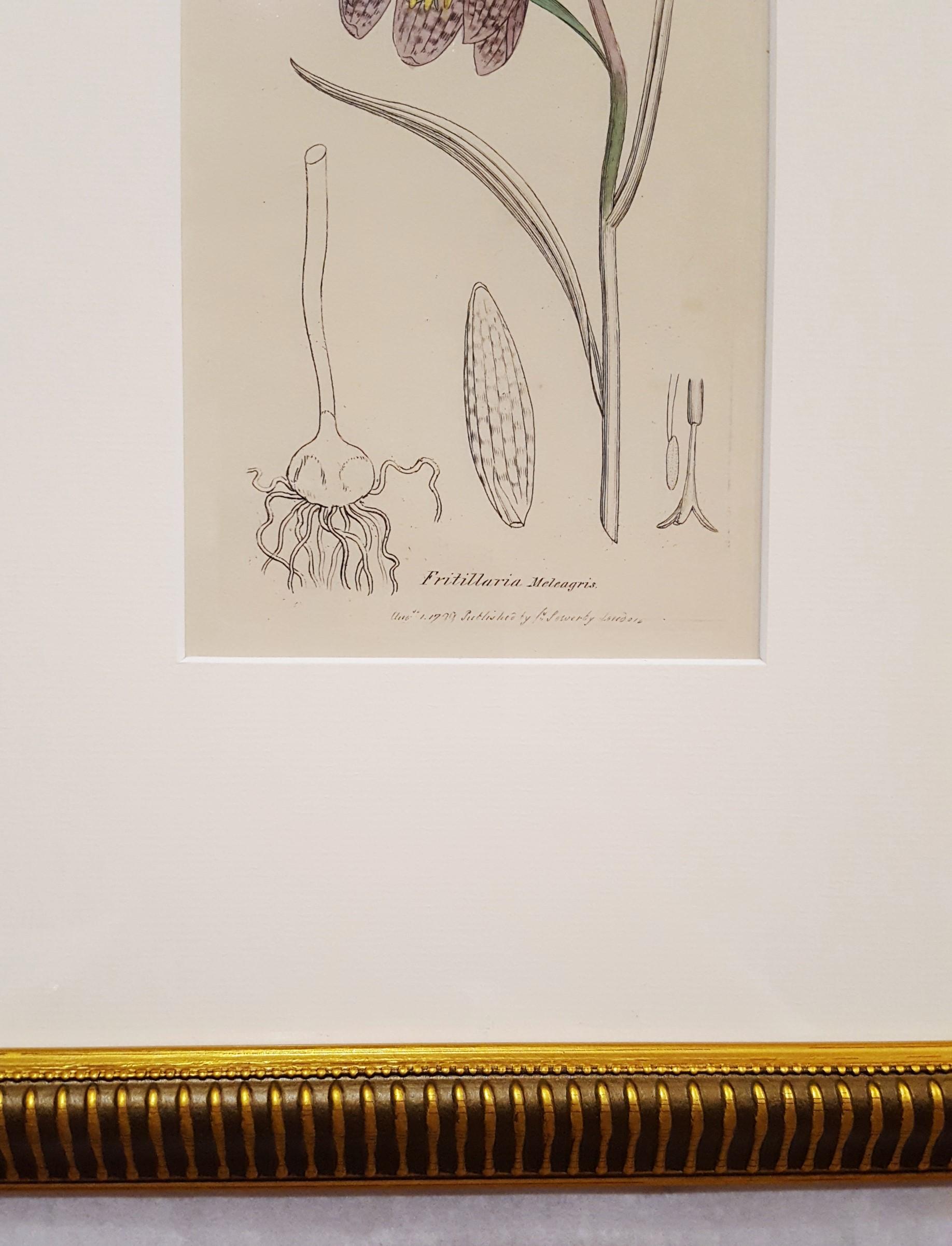 An original hand-colored copper plate engraving on wove paper by English artist James Sowerby (1757-1822) titled 