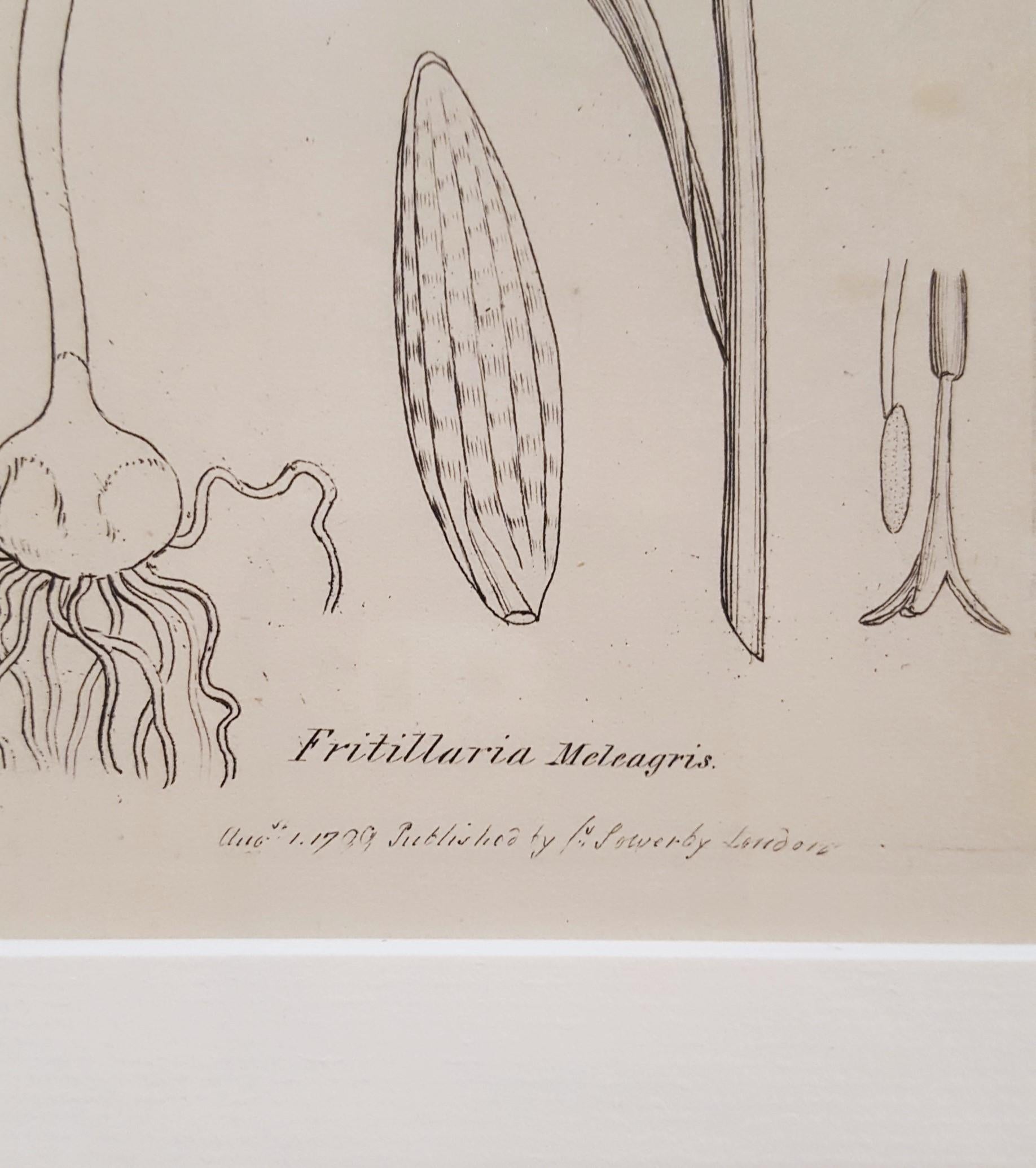 Fritillaria Meleagris (Snake's Head Fritillary) 1