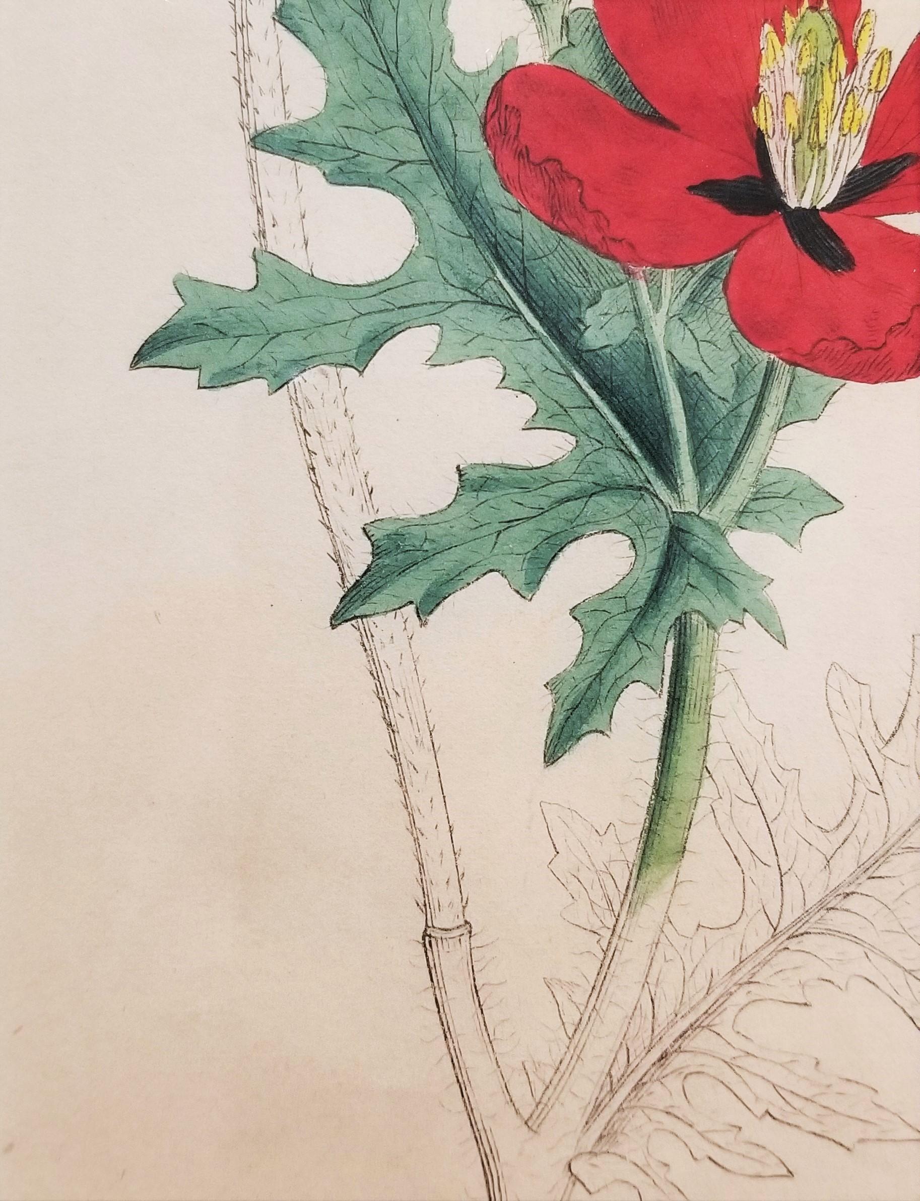 Glaucium Phoenicium (Red Horn-Poppy) /// Pianta botanica di James Sowerby in vendita 11