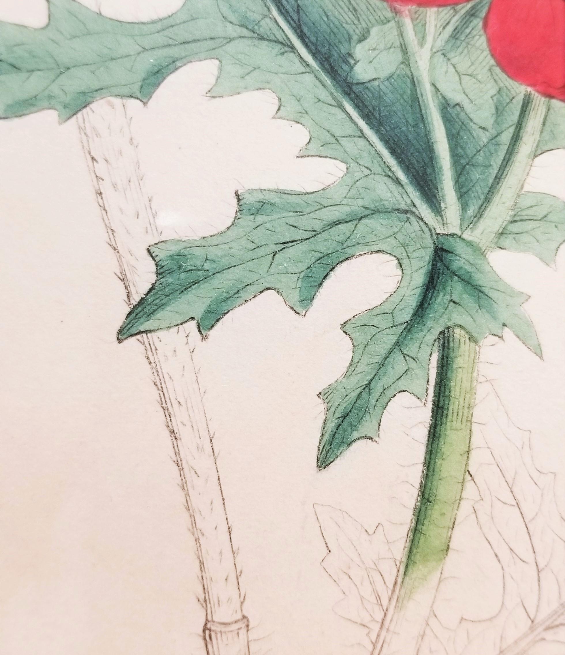 Glaucium Phoenicium (Red Horn-Poppy) /// Pianta botanica di James Sowerby in vendita 12