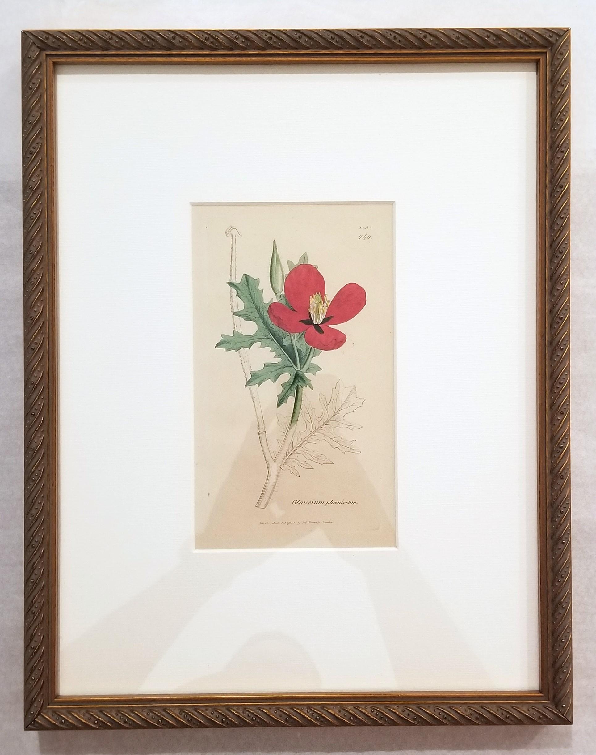 Glaucium Phoenicium (Red Horn-Poppy) /// Pianta botanica di James Sowerby in vendita 1