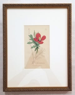 Glaucium Phoenicium (Red Horned-Poppy) /// James Sowerby Botanical Flower Plant
