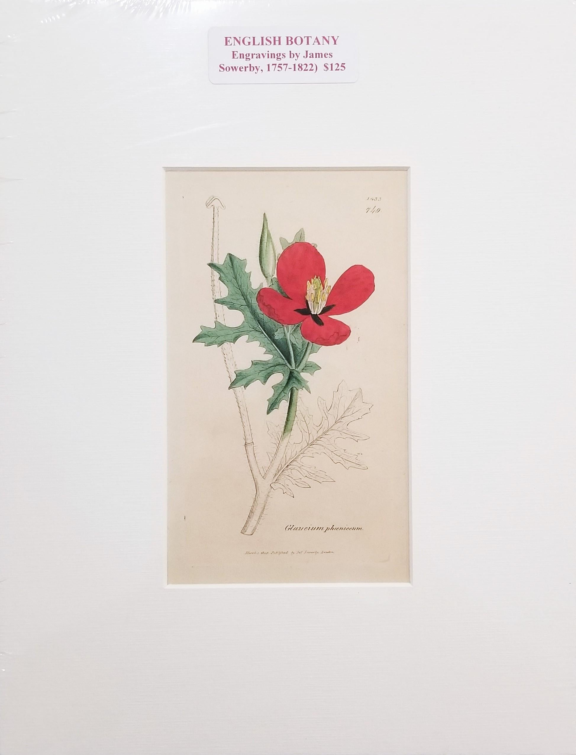 Glaucium Phoenicium (Red Horn-Poppy) /// Pianta botanica di James Sowerby in vendita 3