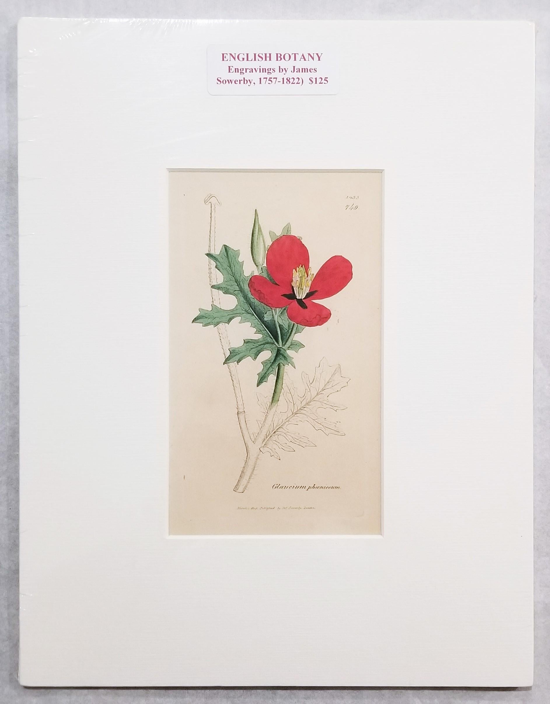 Glaucium Phoenicium (Red Horn-Poppy) /// Pianta botanica di James Sowerby in vendita 4