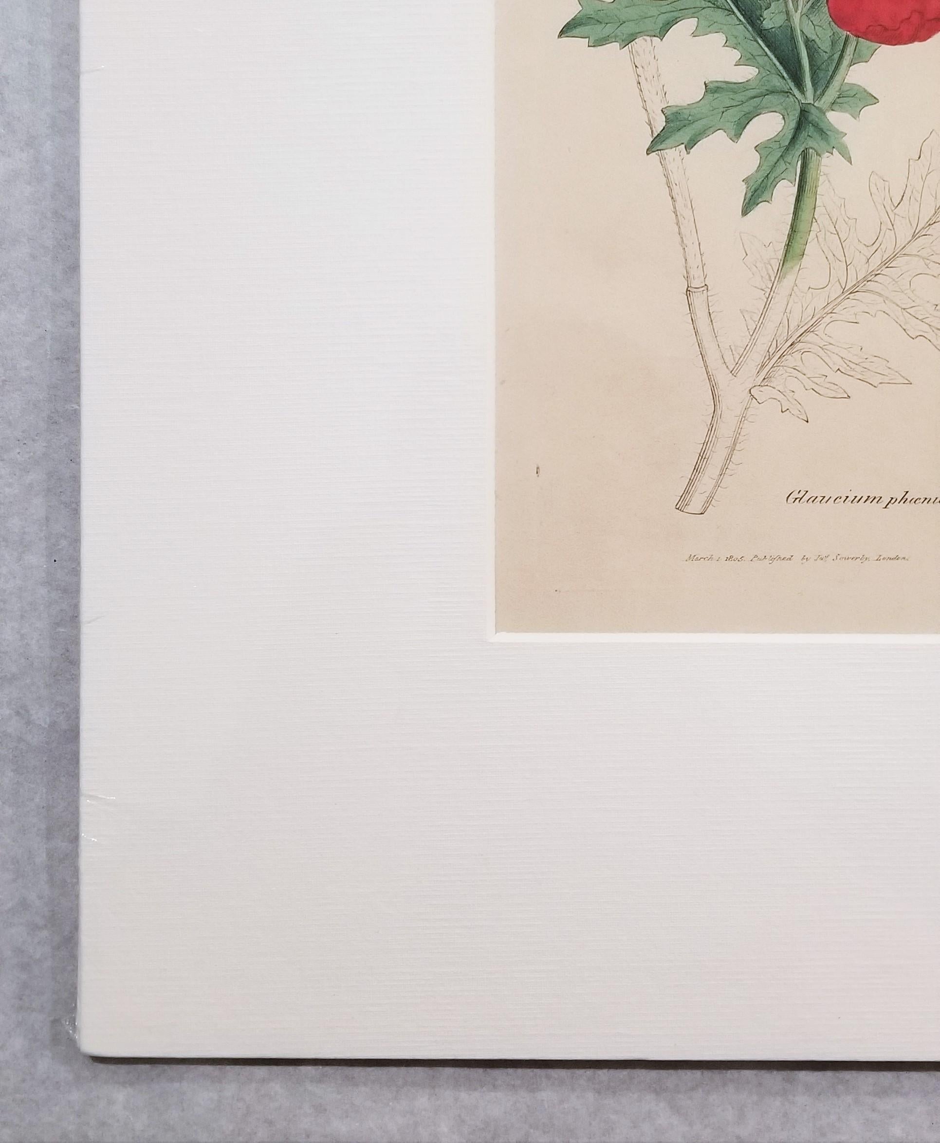 Glaucium Phoenicium (Red Horn-Poppy) /// Pianta botanica di James Sowerby in vendita 5