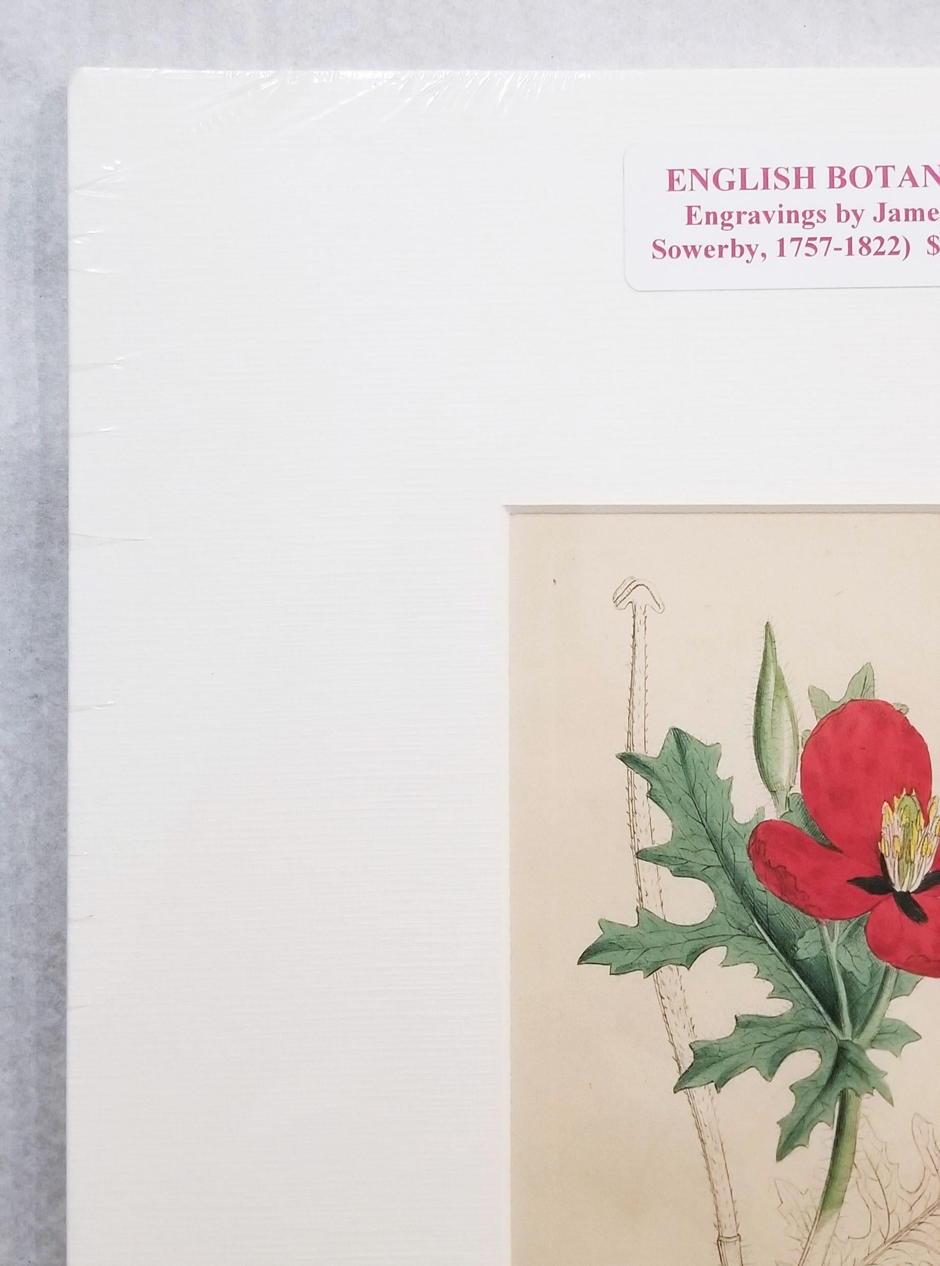 Glaucium Phoenicium (Red Horn-Poppy) /// Pianta botanica di James Sowerby in vendita 6