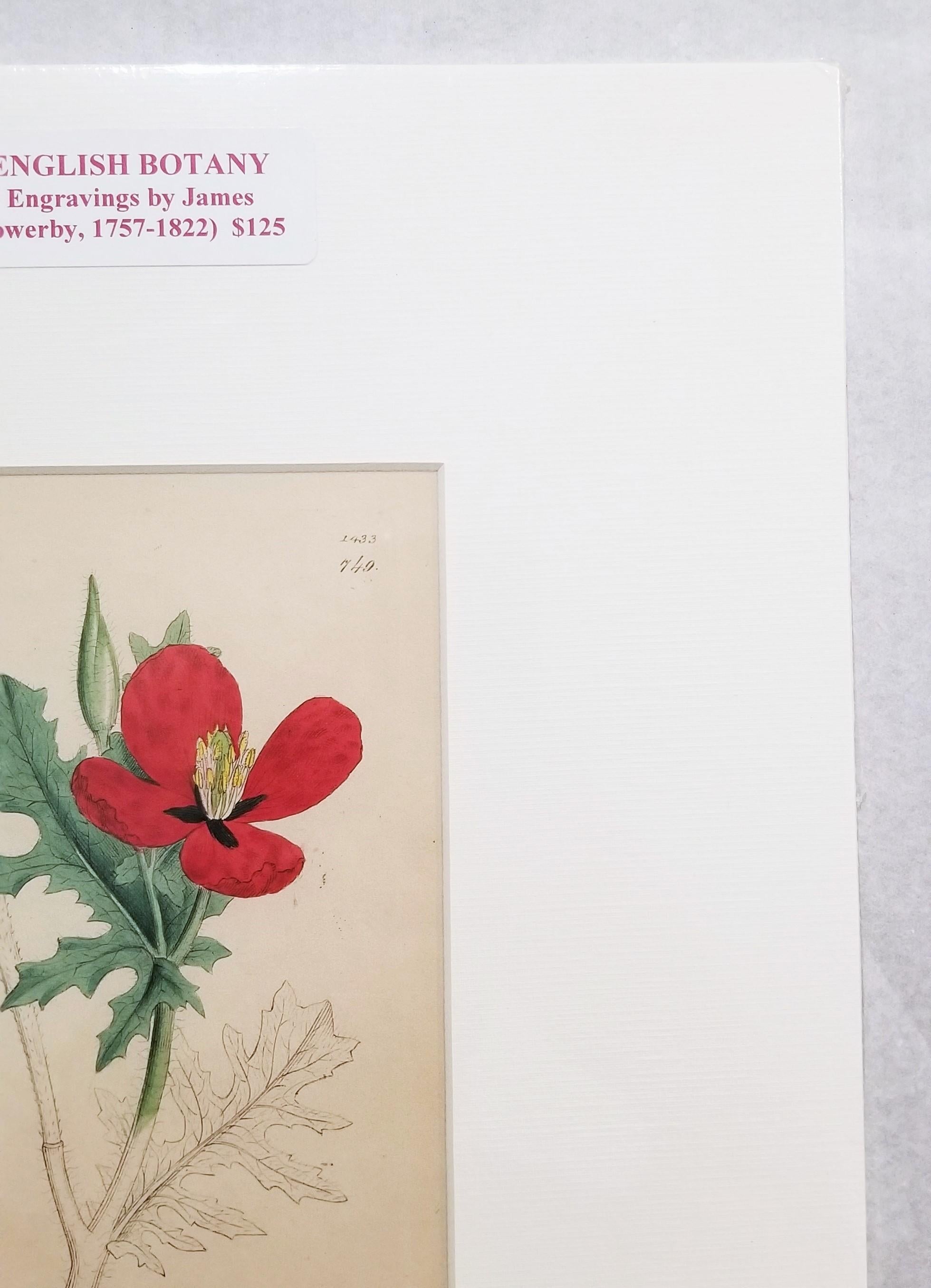 Glaucium Phoenicium (Red Horn-Poppy) /// Pianta botanica di James Sowerby in vendita 7