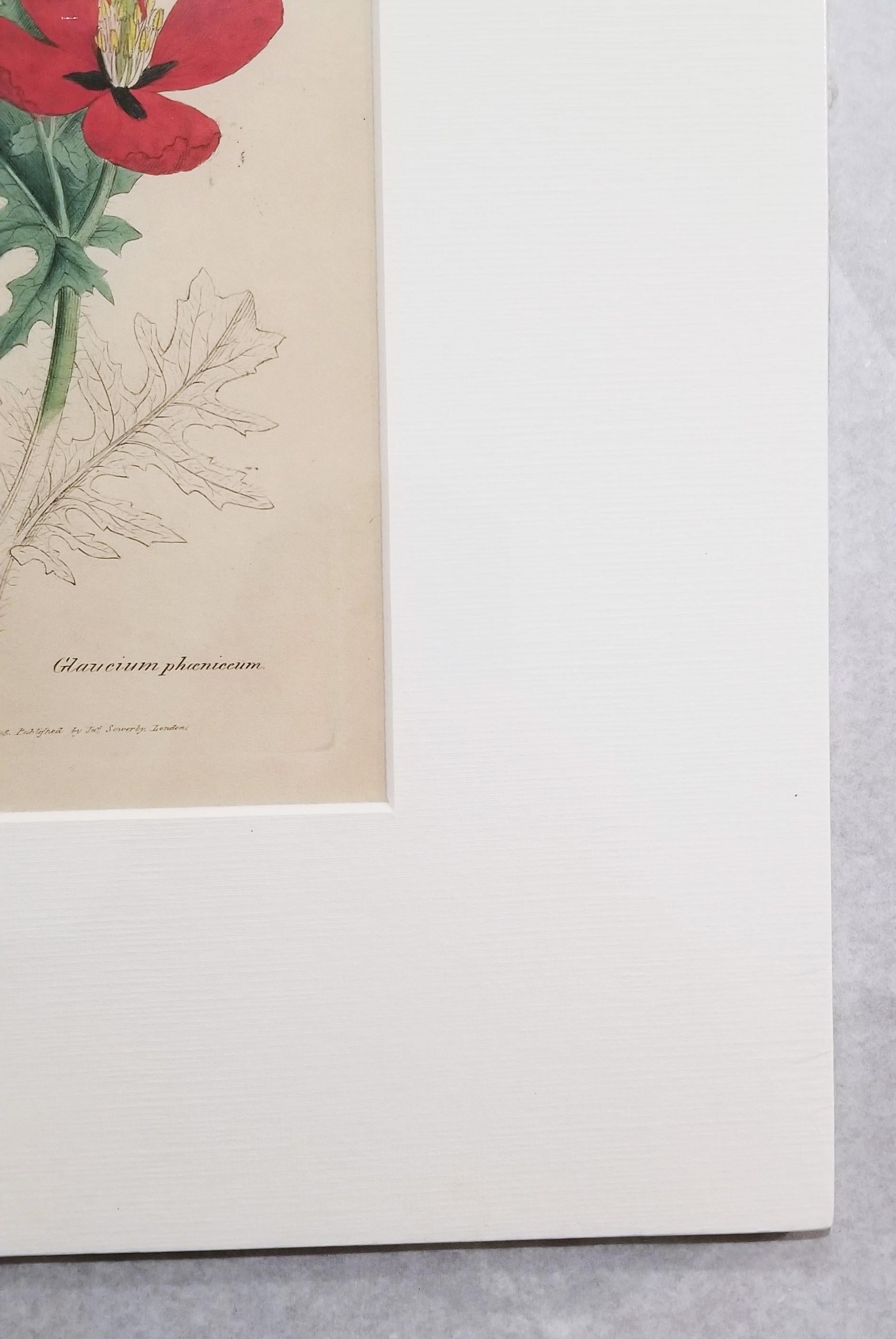 Glaucium Phoenicium (Red Horn-Poppy) /// Pianta botanica di James Sowerby in vendita 8
