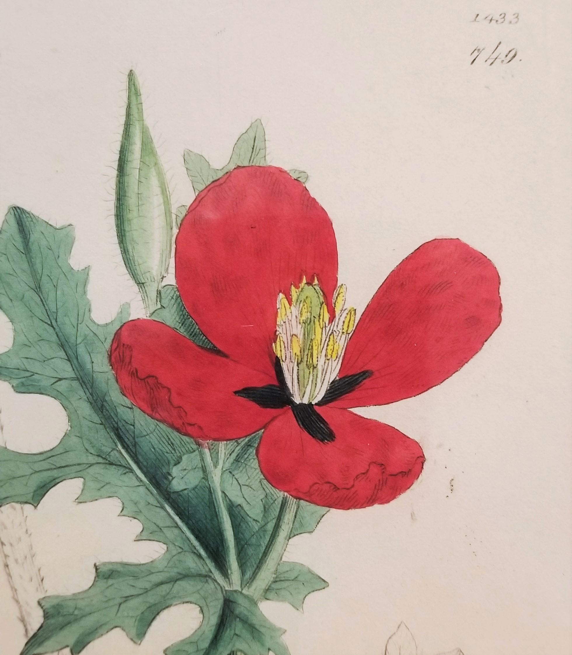 Glaucium Phoenicium (Red Horn-Poppy) /// Pianta botanica di James Sowerby in vendita 9