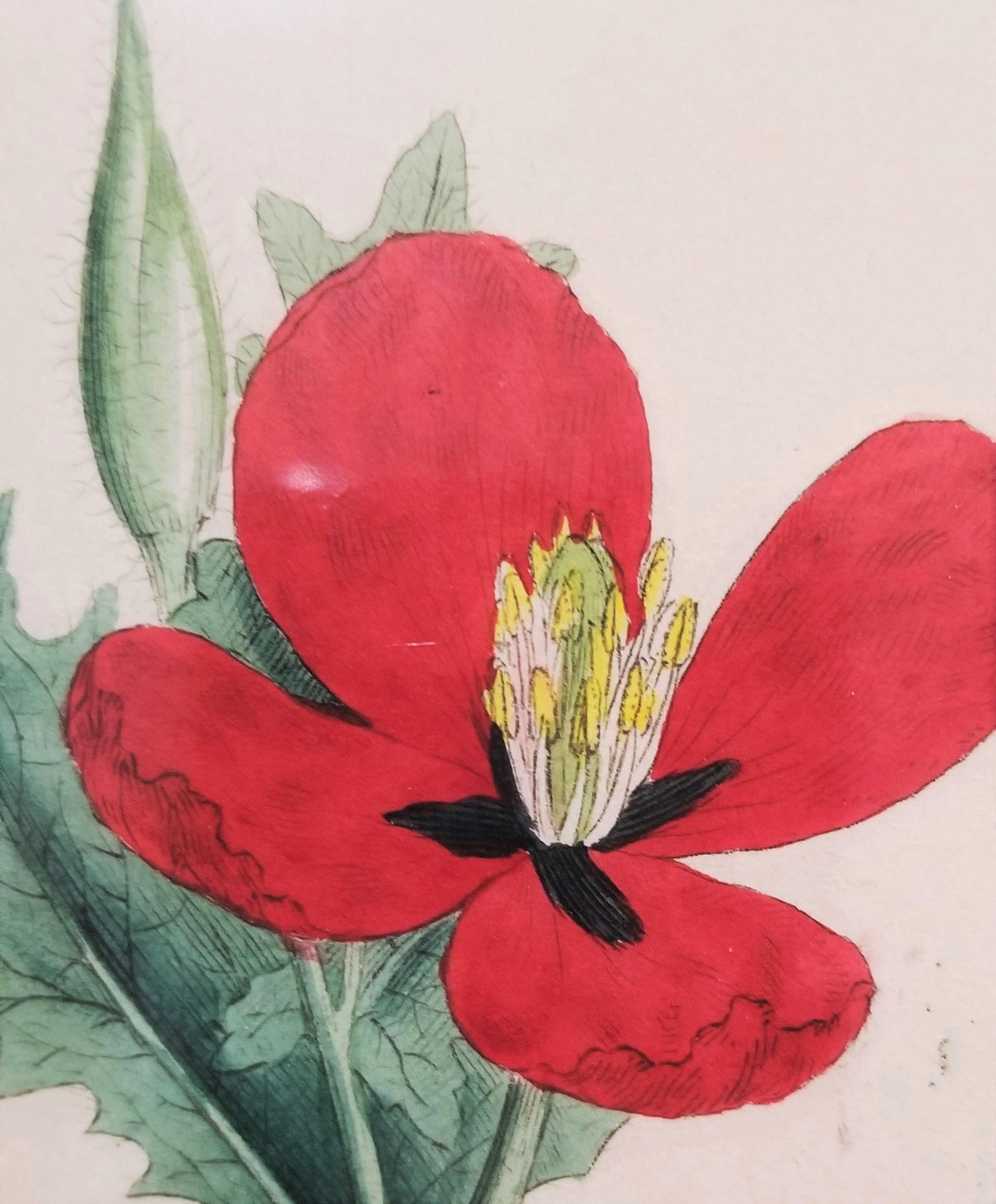 Glaucium Phoenicium (Red Horn-Poppy) /// Pianta botanica di James Sowerby in vendita 10