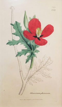 Glaucium Phoenicium (Red Horned-Poppy) /// James Sowerby Botanical Flower Plant