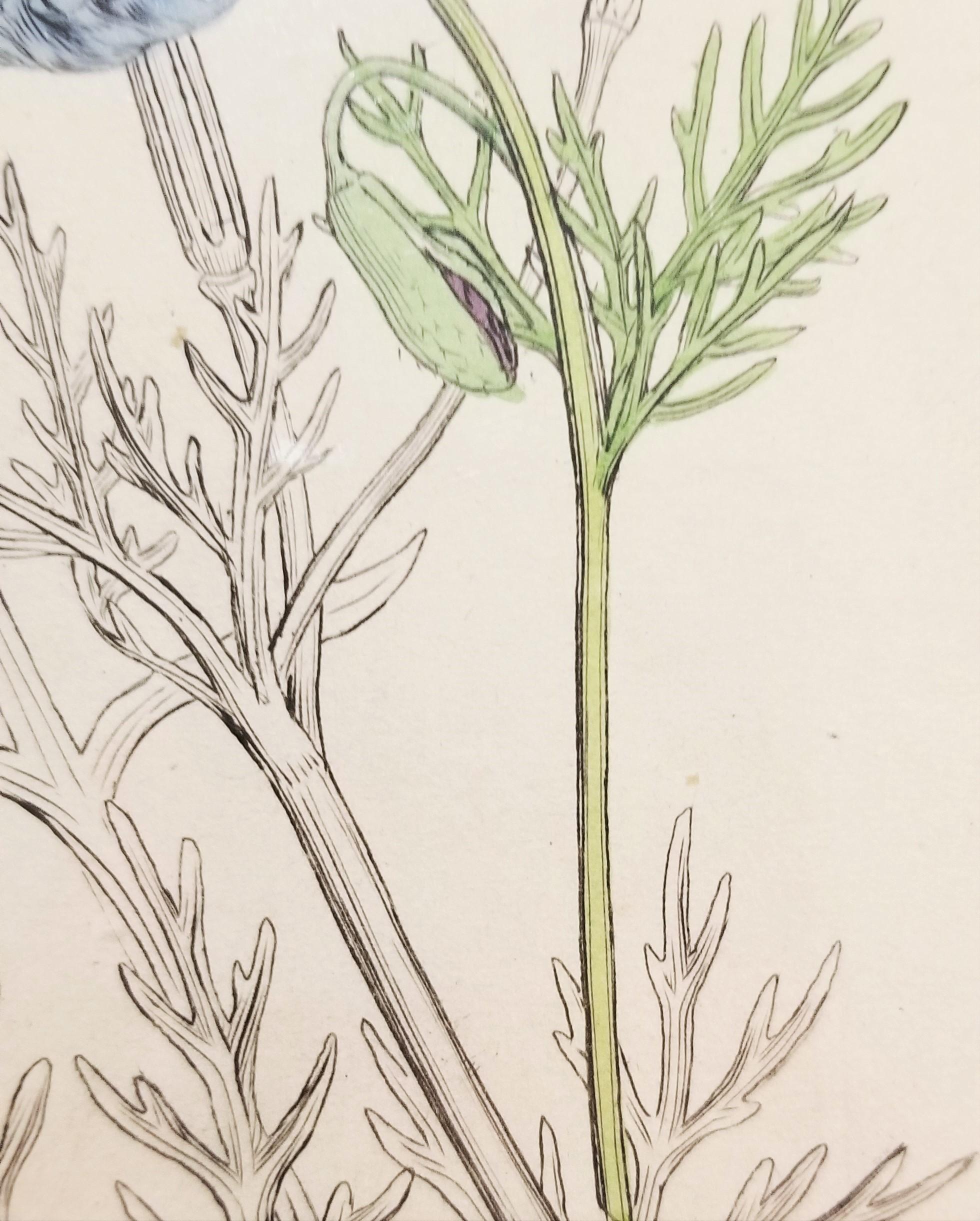 Glaucium Violaccum (Papavero Viola Horn) /// Arte floreale di James Sowerby in vendita 12
