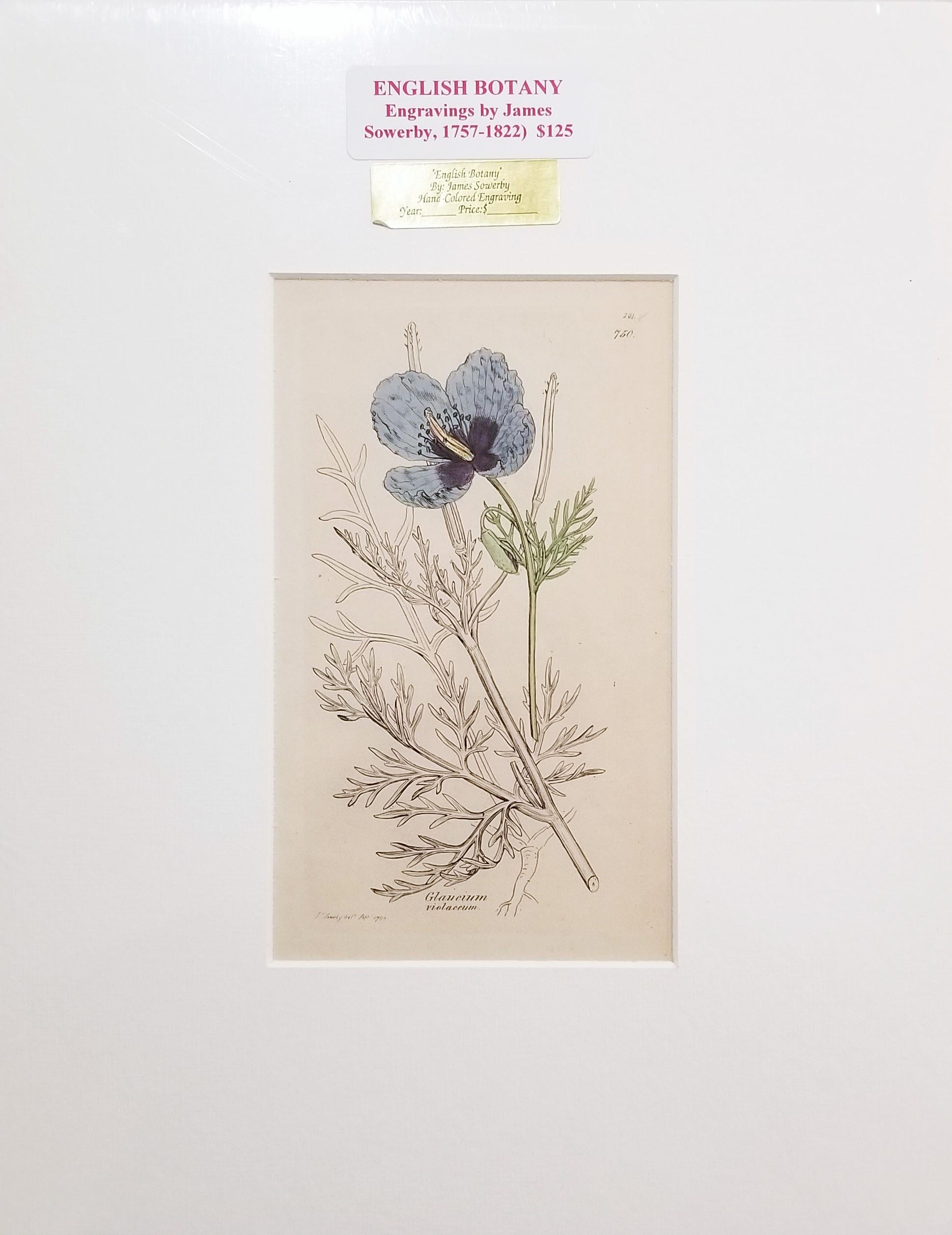 Glaucium Violaccum (Papavero Viola Horn) /// Arte floreale di James Sowerby in vendita 3