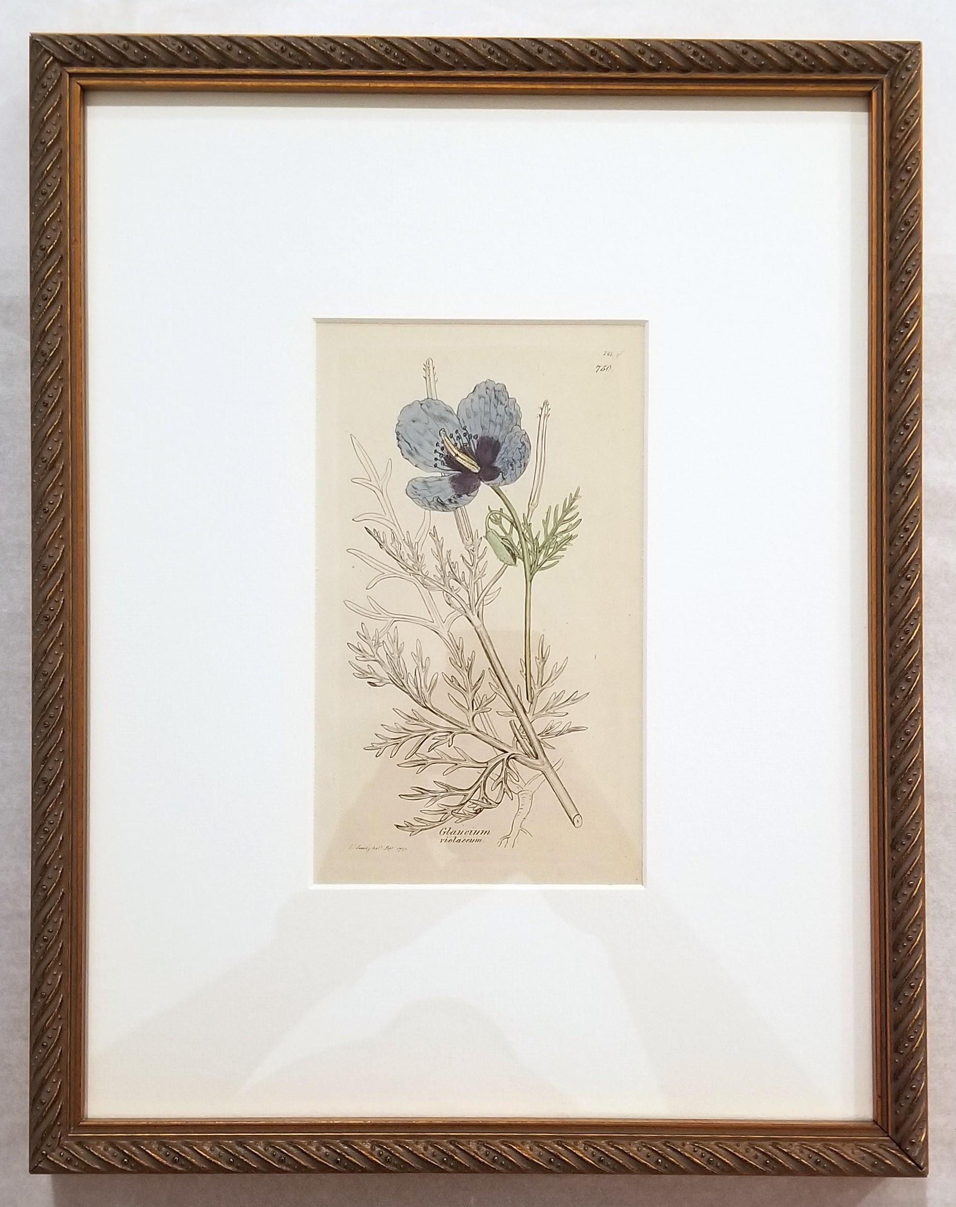 Glaucium Violaccum (Papavero Viola Horn) /// Arte floreale di James Sowerby in vendita 1