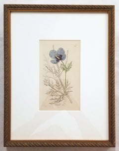 Glaucium Violaccum (Violetter Hornmohn) /// James Sowerby Botanische Blumenkunst