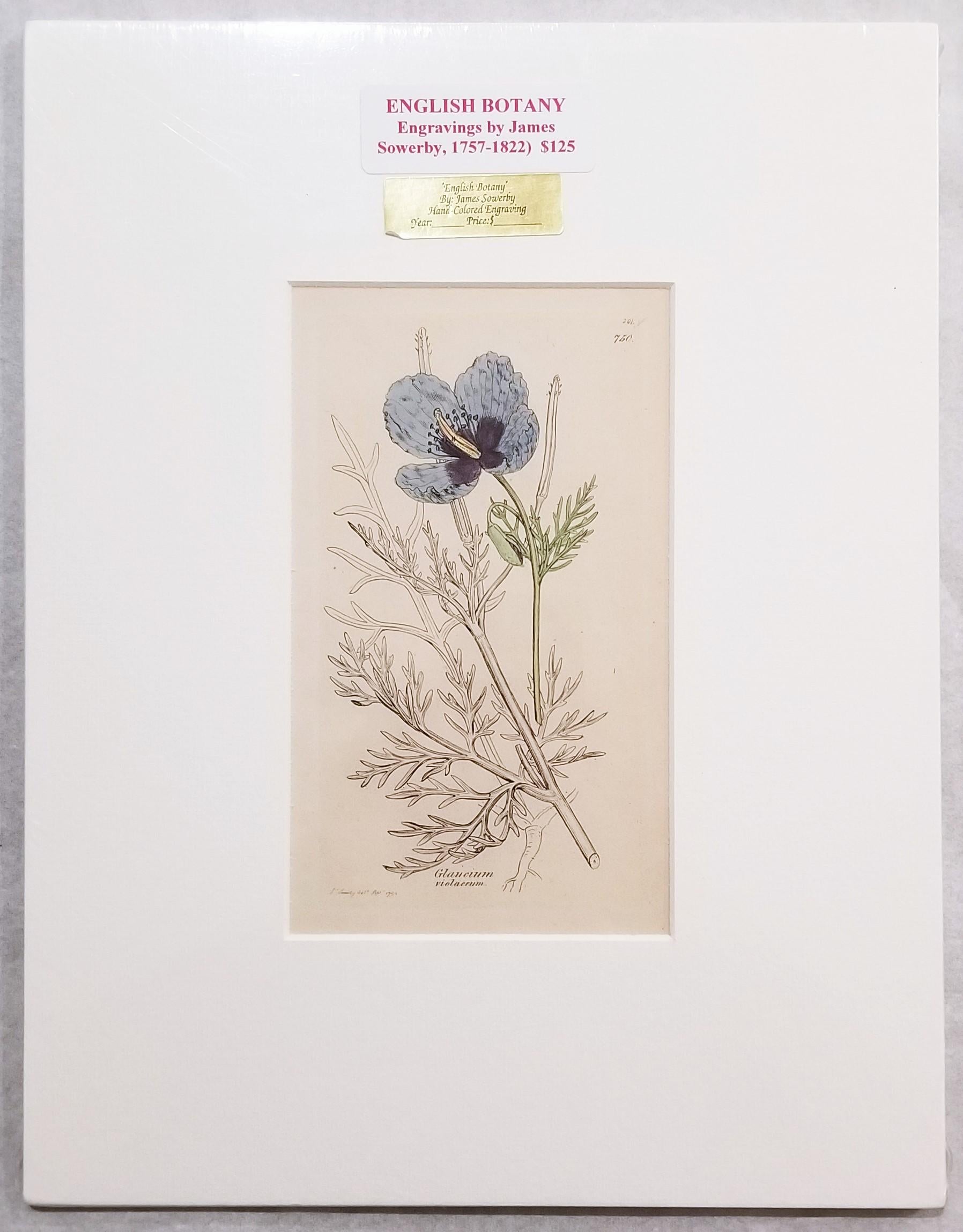Glaucium Violaccum (Papavero Viola Horn) /// Arte floreale di James Sowerby in vendita 4