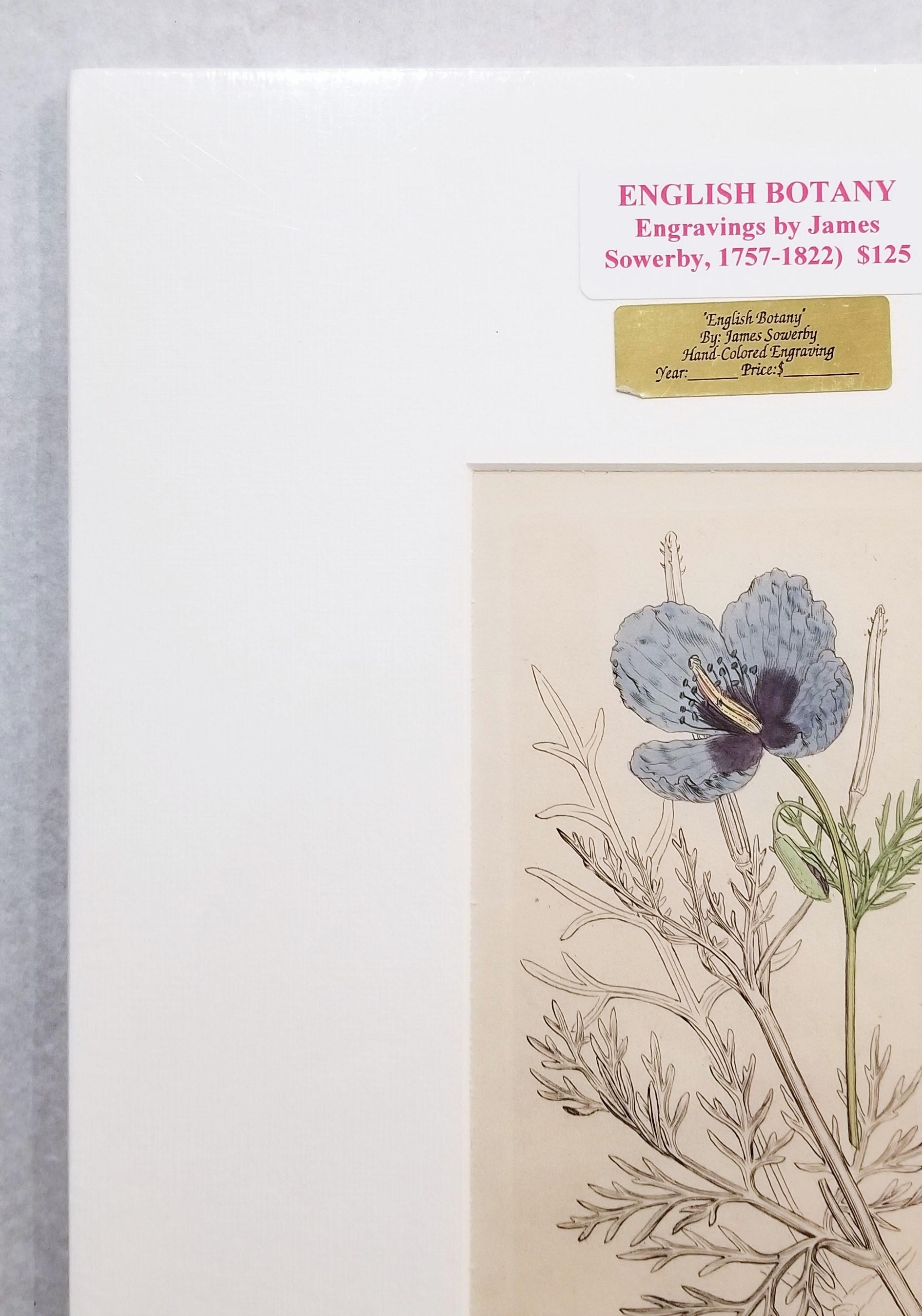 Glaucium Violaccum (Papavero Viola Horn) /// Arte floreale di James Sowerby in vendita 6