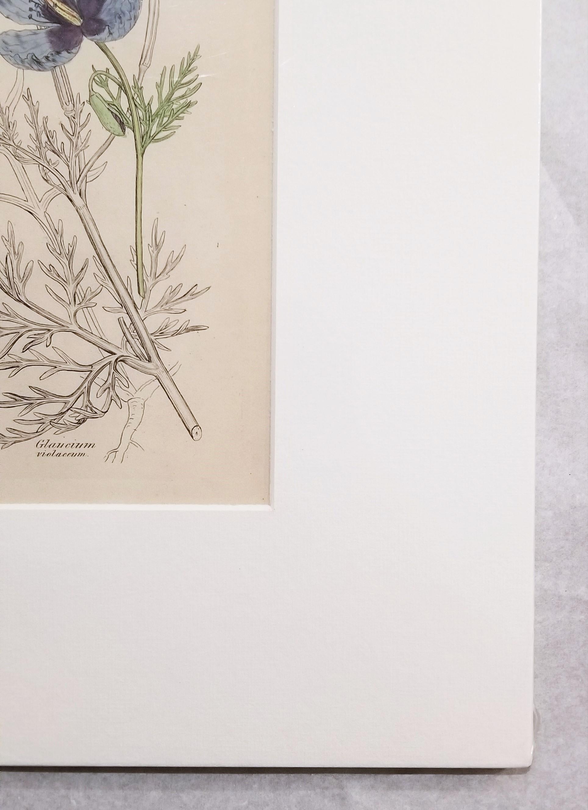 Glaucium Violaccum (Papavero Viola Horn) /// Arte floreale di James Sowerby in vendita 8