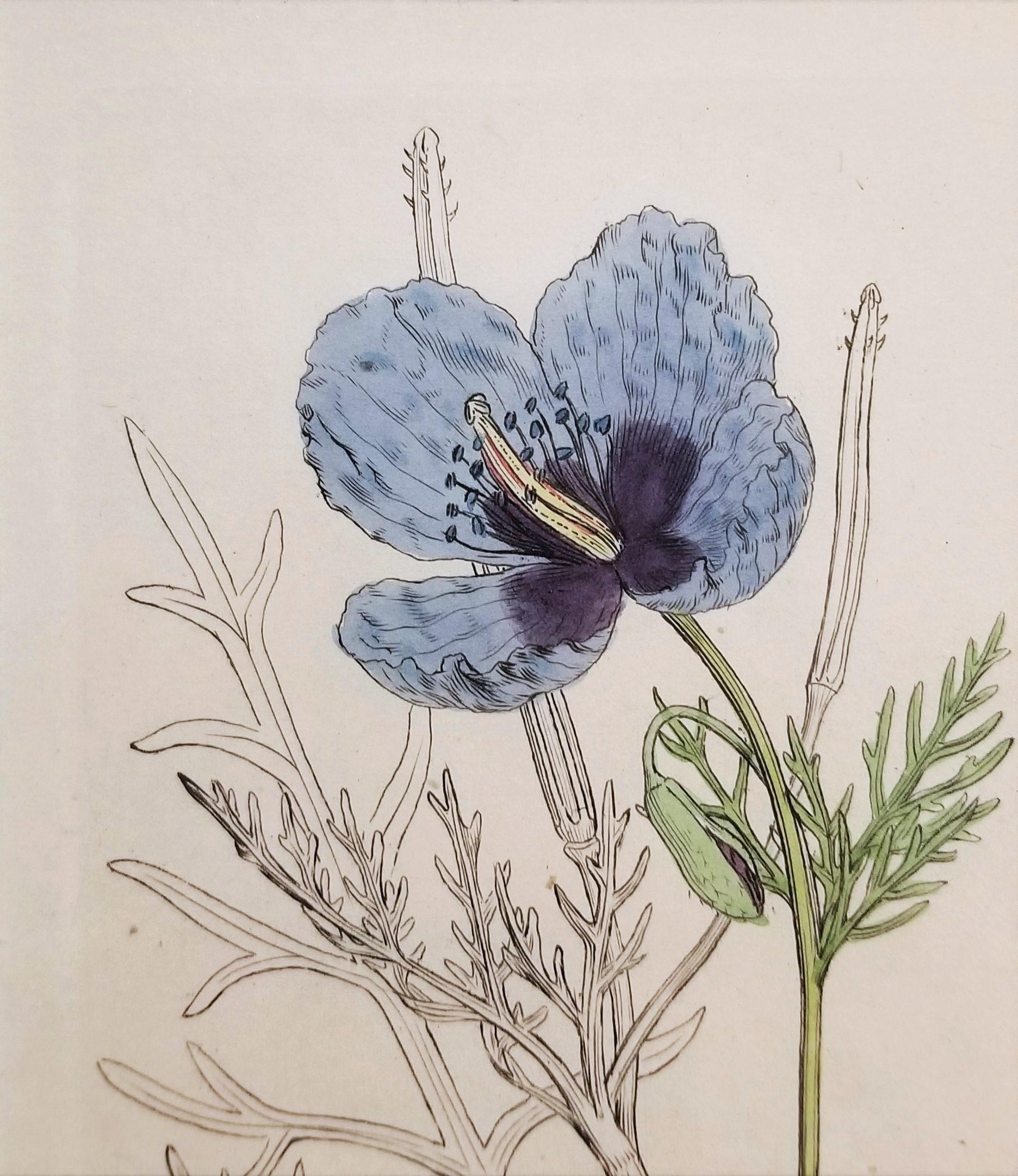 Glaucium Violaccum (Papavero Viola Horn) /// Arte floreale di James Sowerby in vendita 9