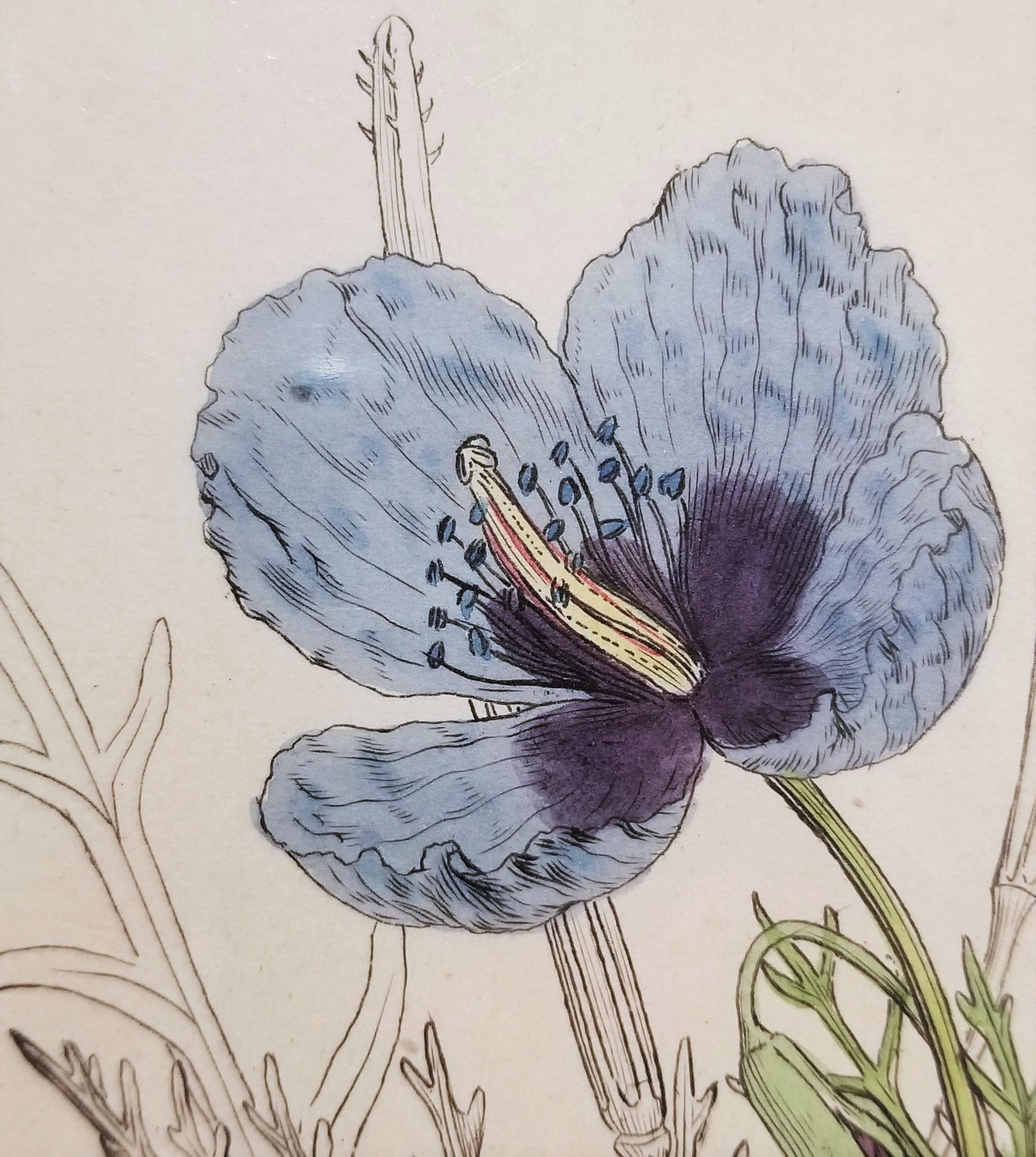 Glaucium Violaccum (Papavero Viola Horn) /// Arte floreale di James Sowerby in vendita 10