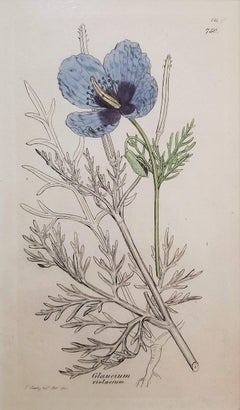 Antique Glaucium Violaccum (Violet Horned-Poppy) /// James Sowerby Botanical Flower Art