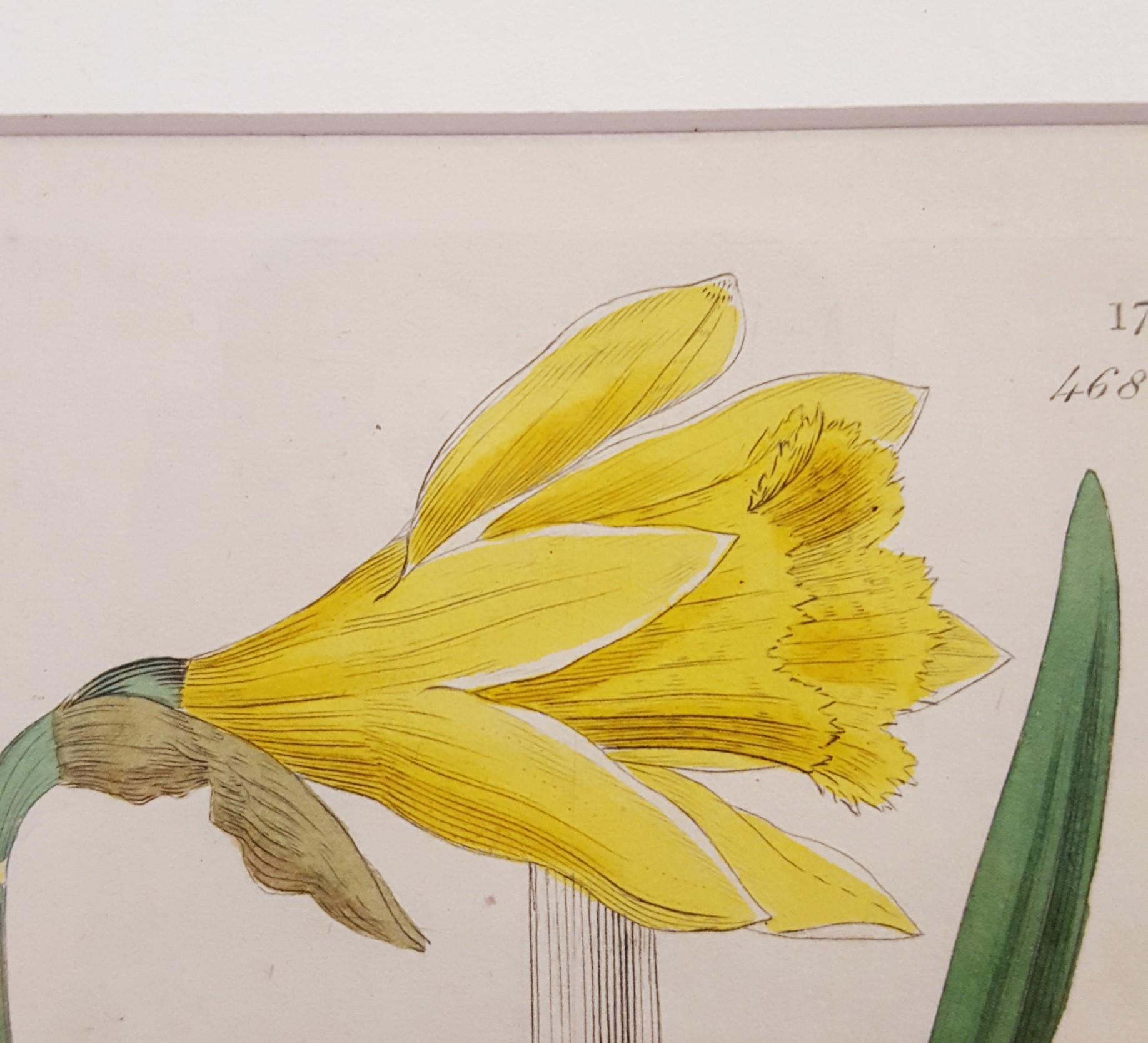 Narcifsus Pseudo-Narcifsus (Wild Daffodil) /// Botanical Botany James Sowerby  6