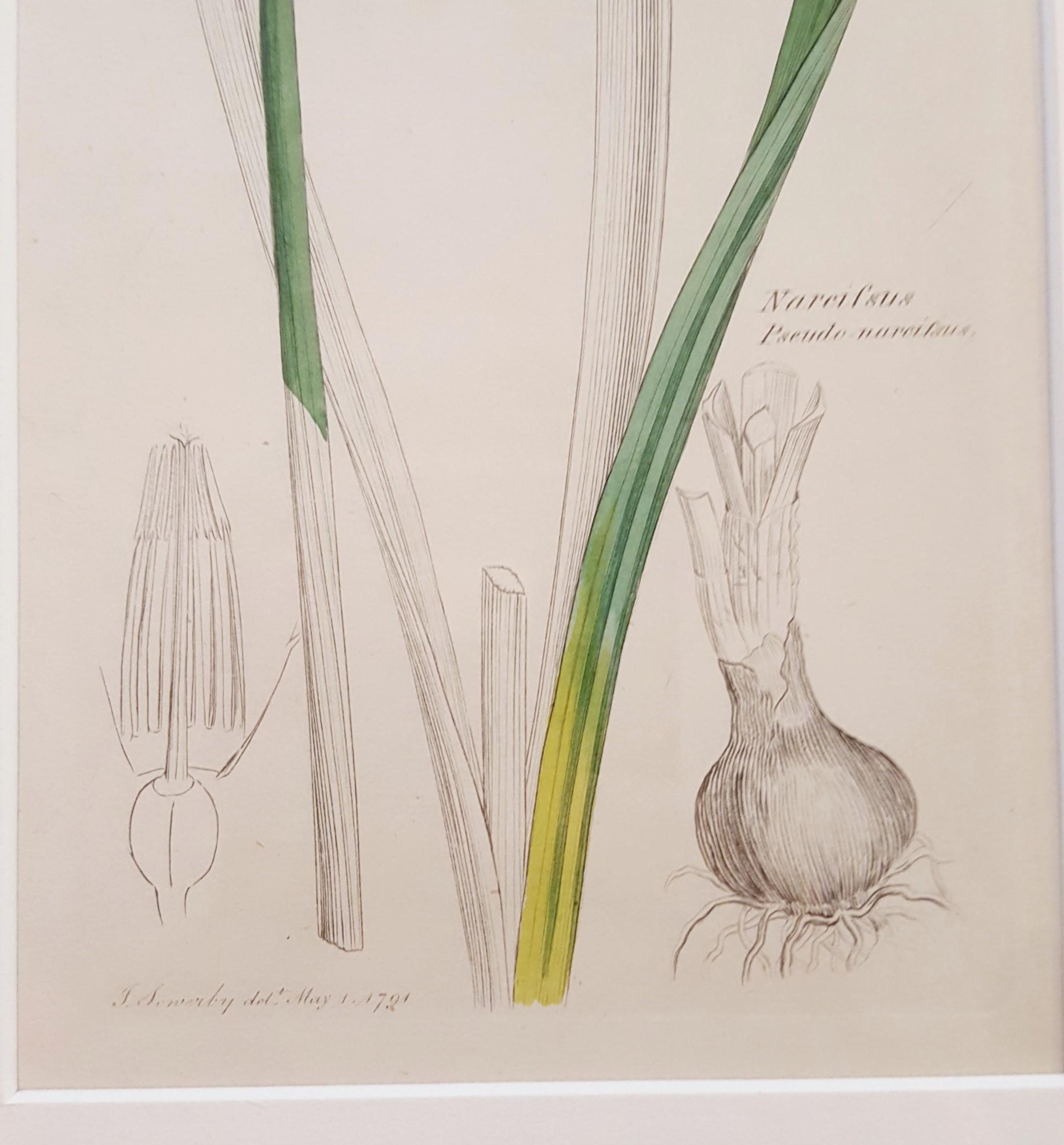 Narcifsus Pseudo-Narcifsus (Wild Daffodil) /// Botanical Botany James Sowerby  7