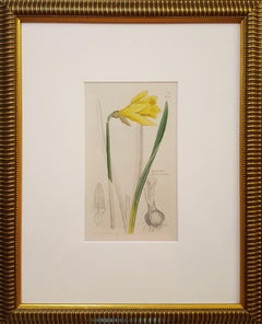 Narcifsus Pseudo-Narcifsus (Narciso silvestre) /// Botánica James Sowerby