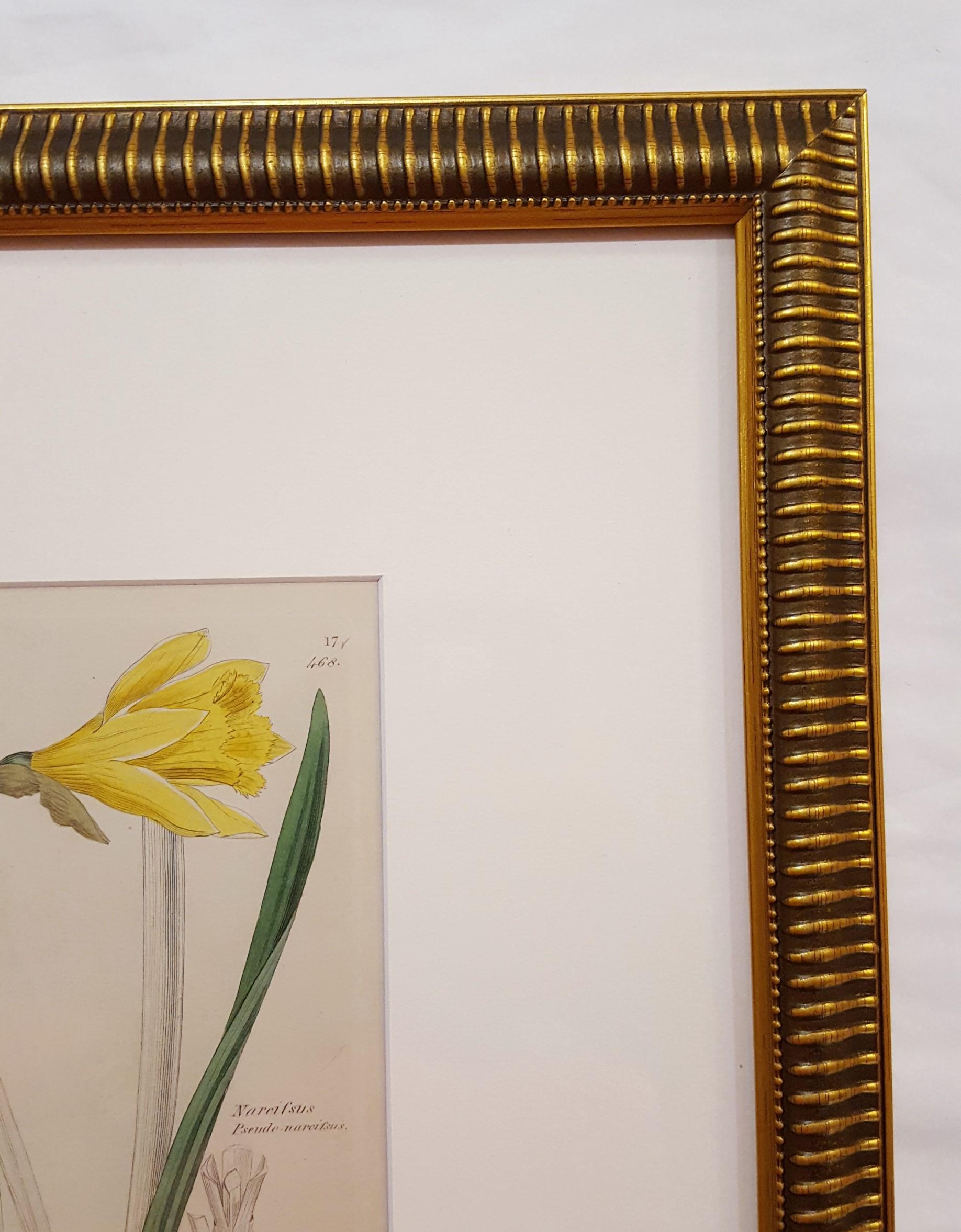 Narcifsus Pseudo-Narcifsus (Wild Daffodil) /// Botanical Botany James Sowerby  1